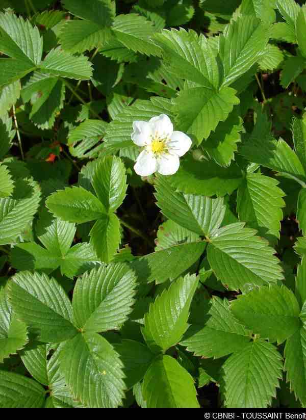 Fragaria moschata et Fragaria viridis