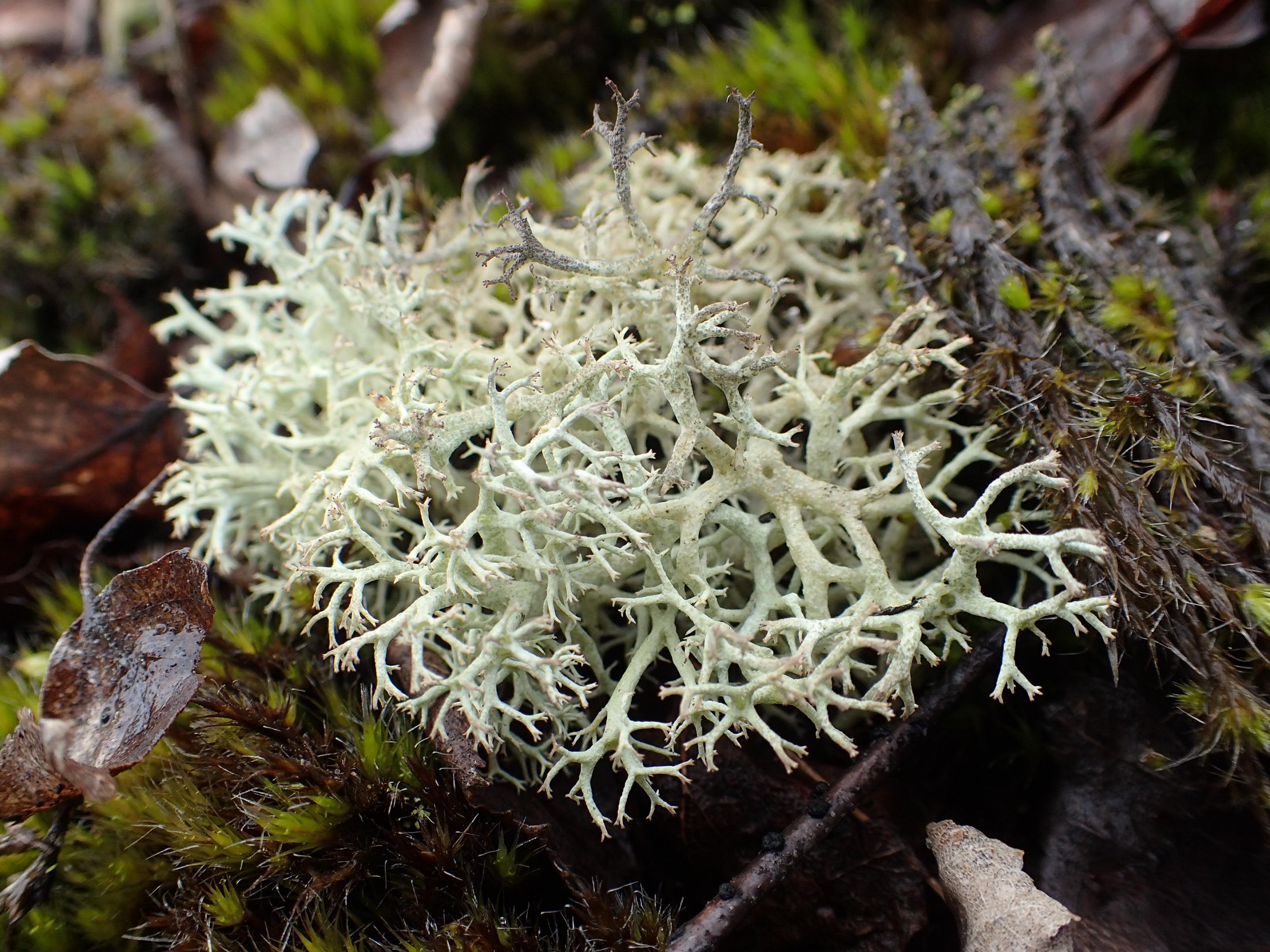 Cladonia portentosa lichen