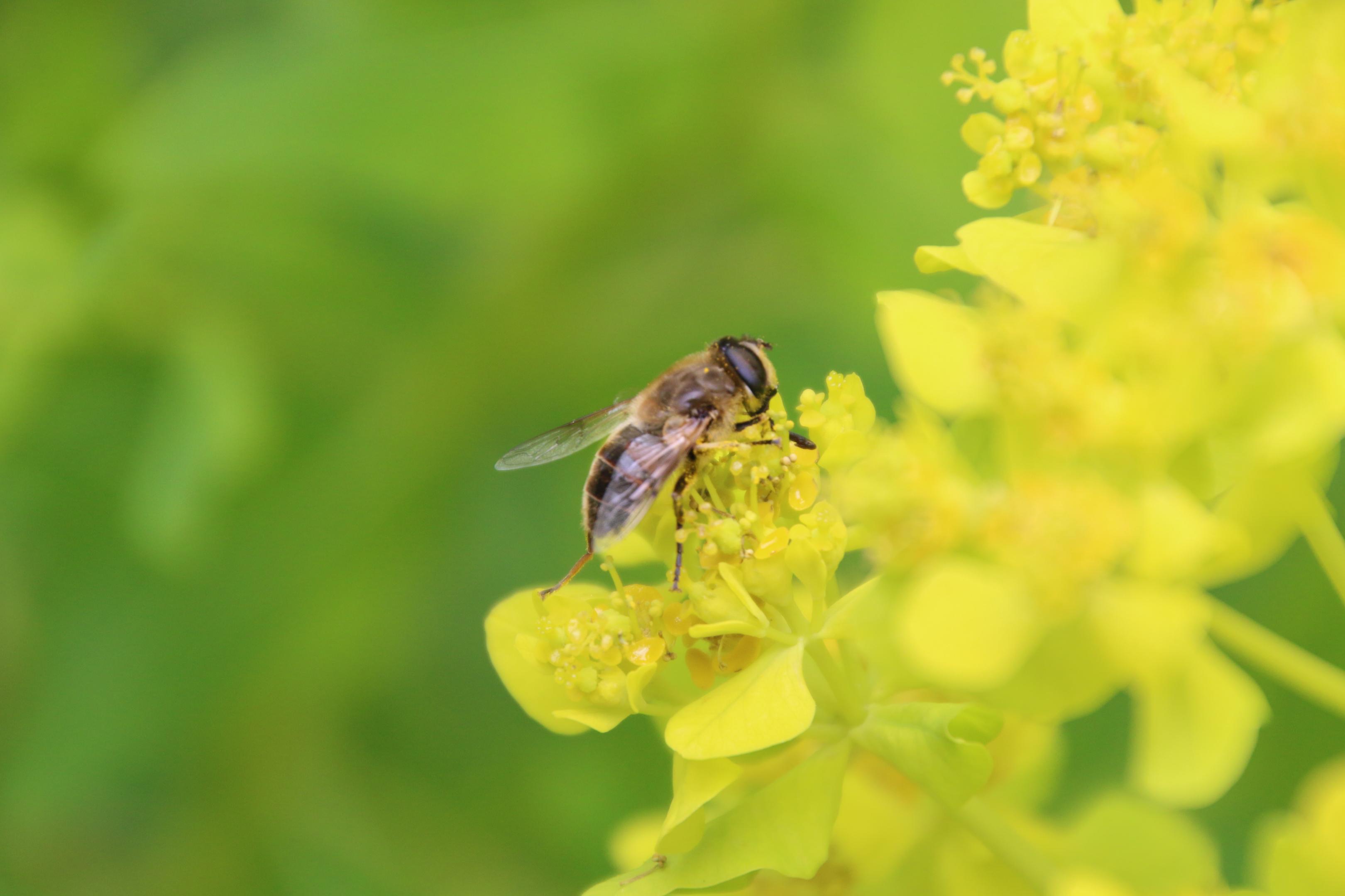 Pollinisation