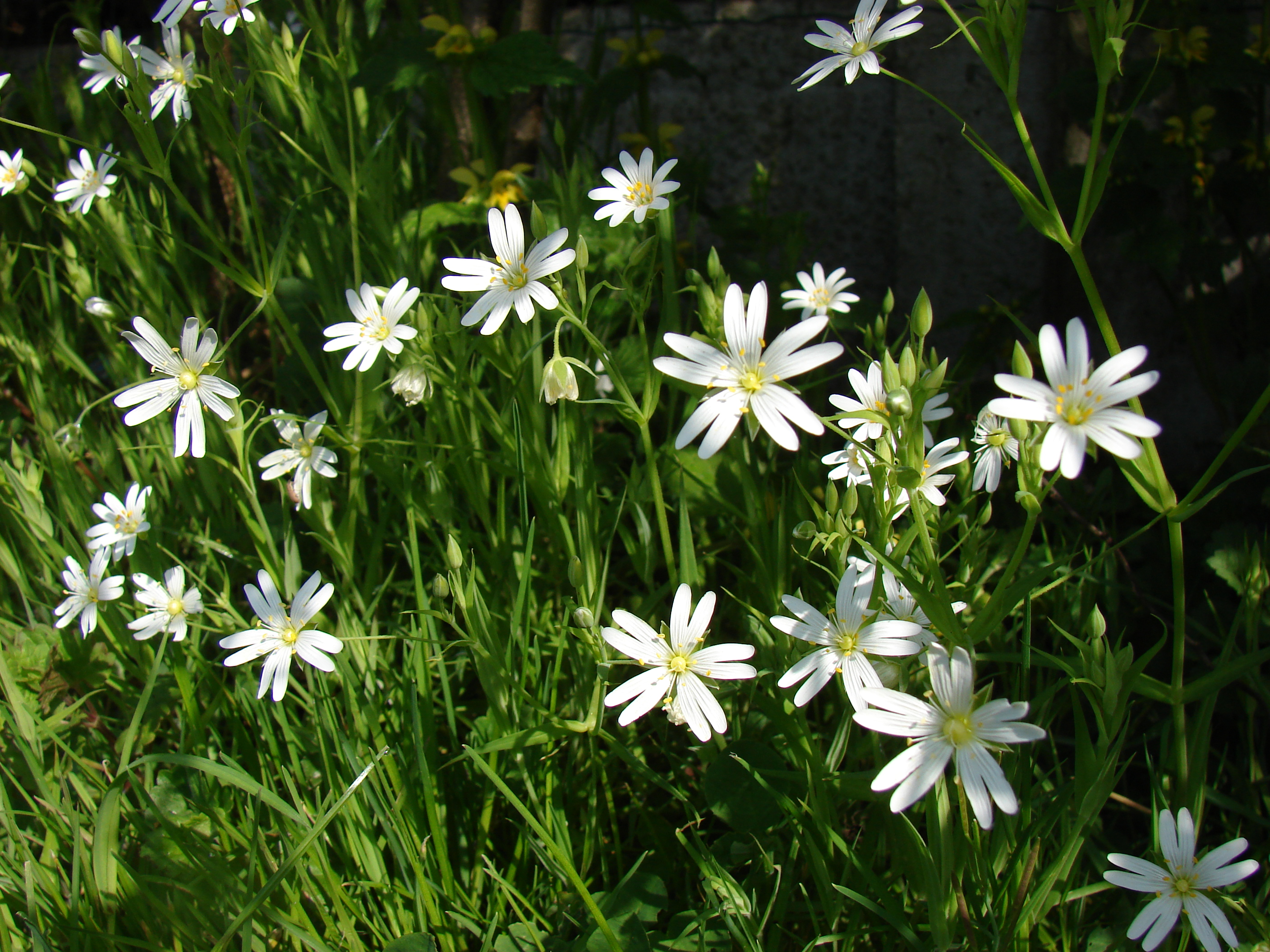 Stellaire holostée