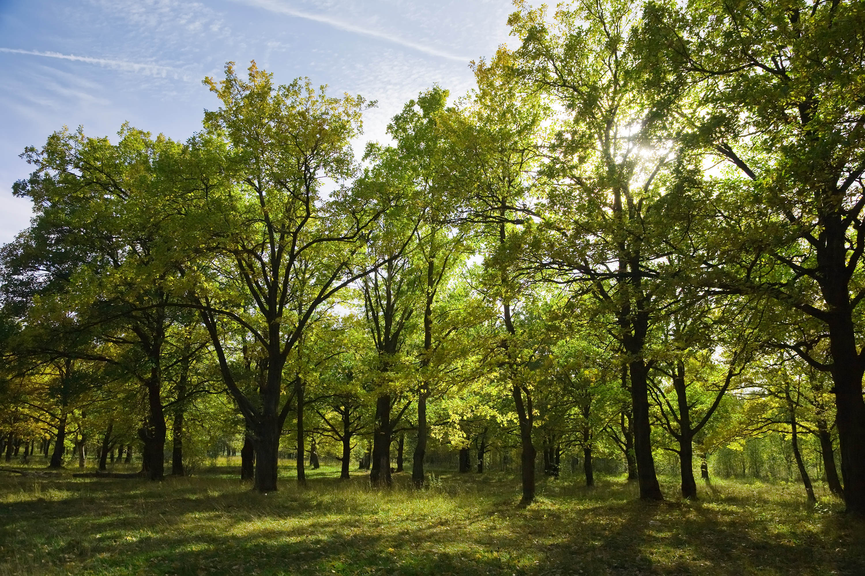 sortie arbres
