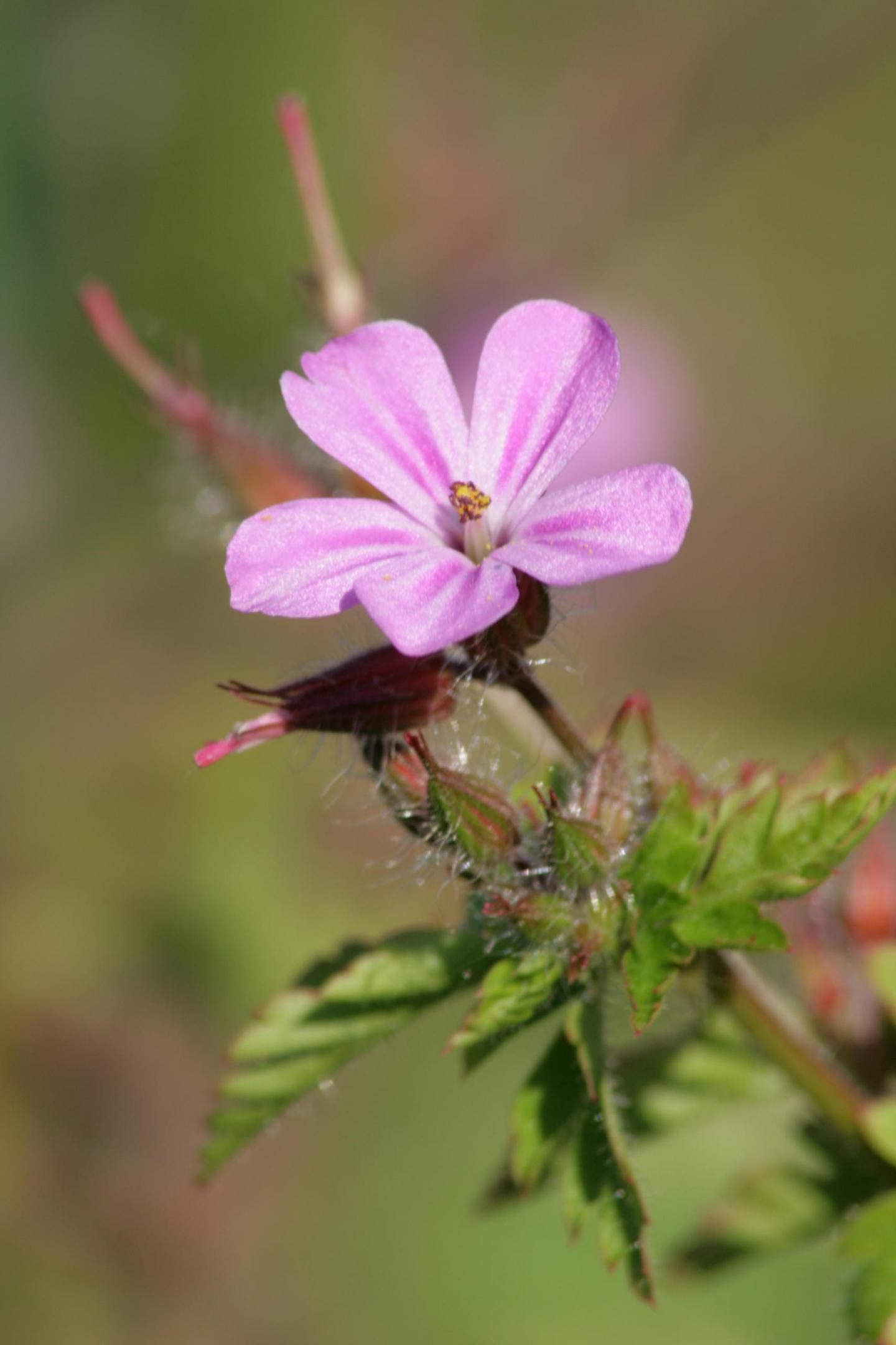 Geranium robertianum