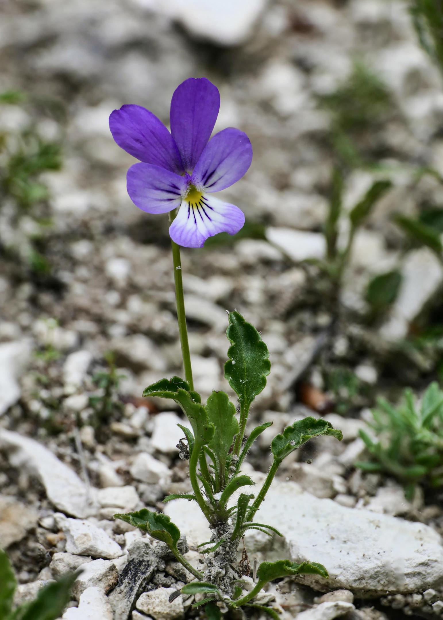 Viola hispida - C. Blondel