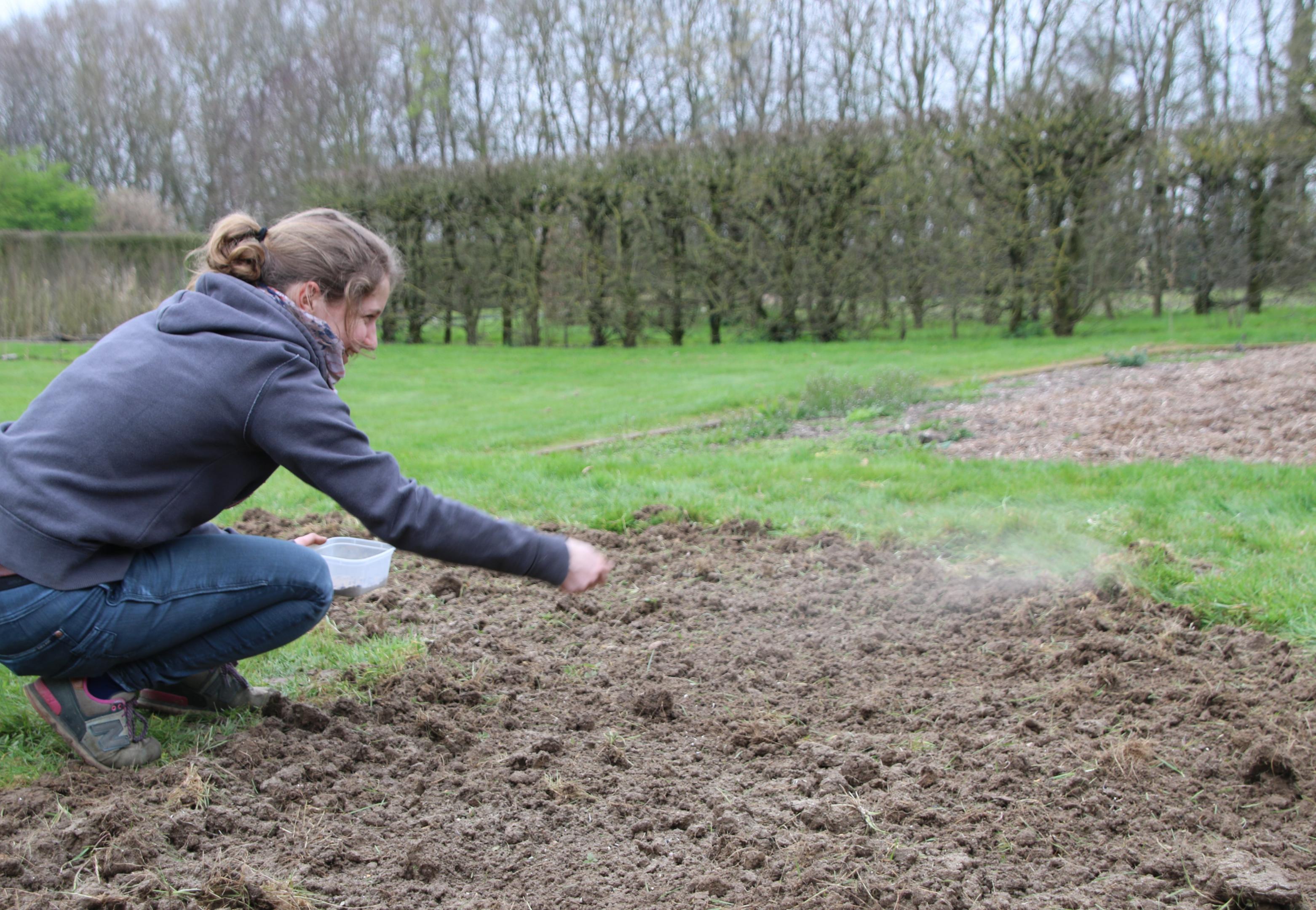 Marie-Sophie semis prairie fleurie