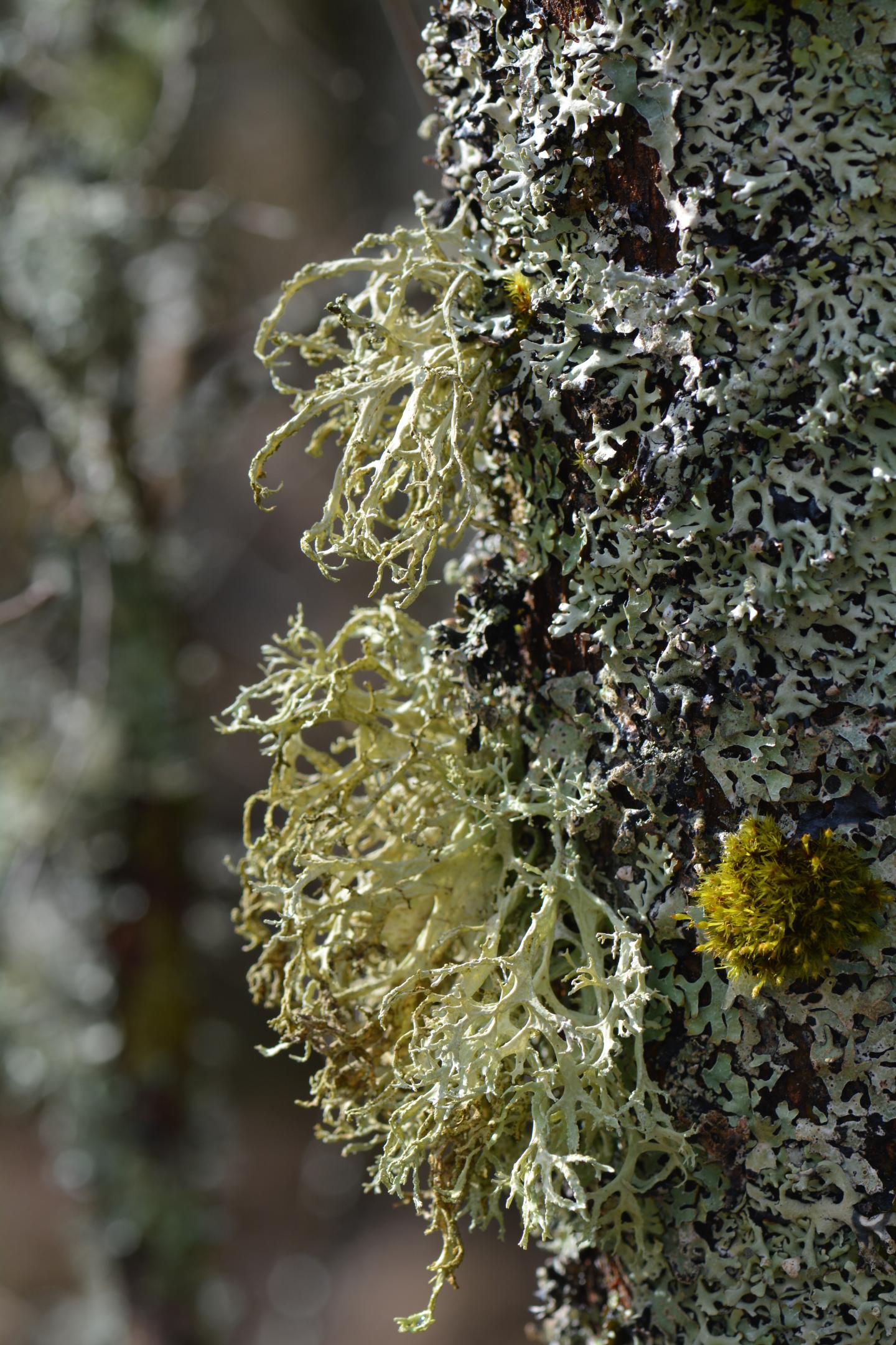 Evernia prunastri