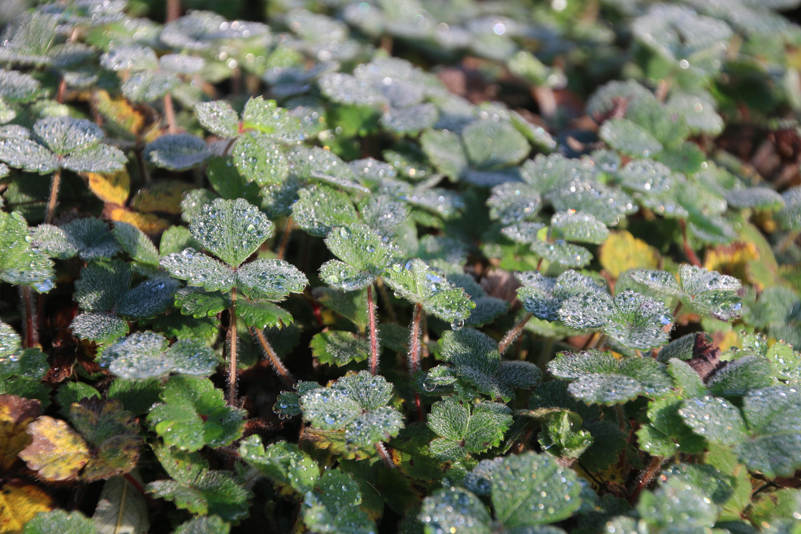 Potentilla sterilis