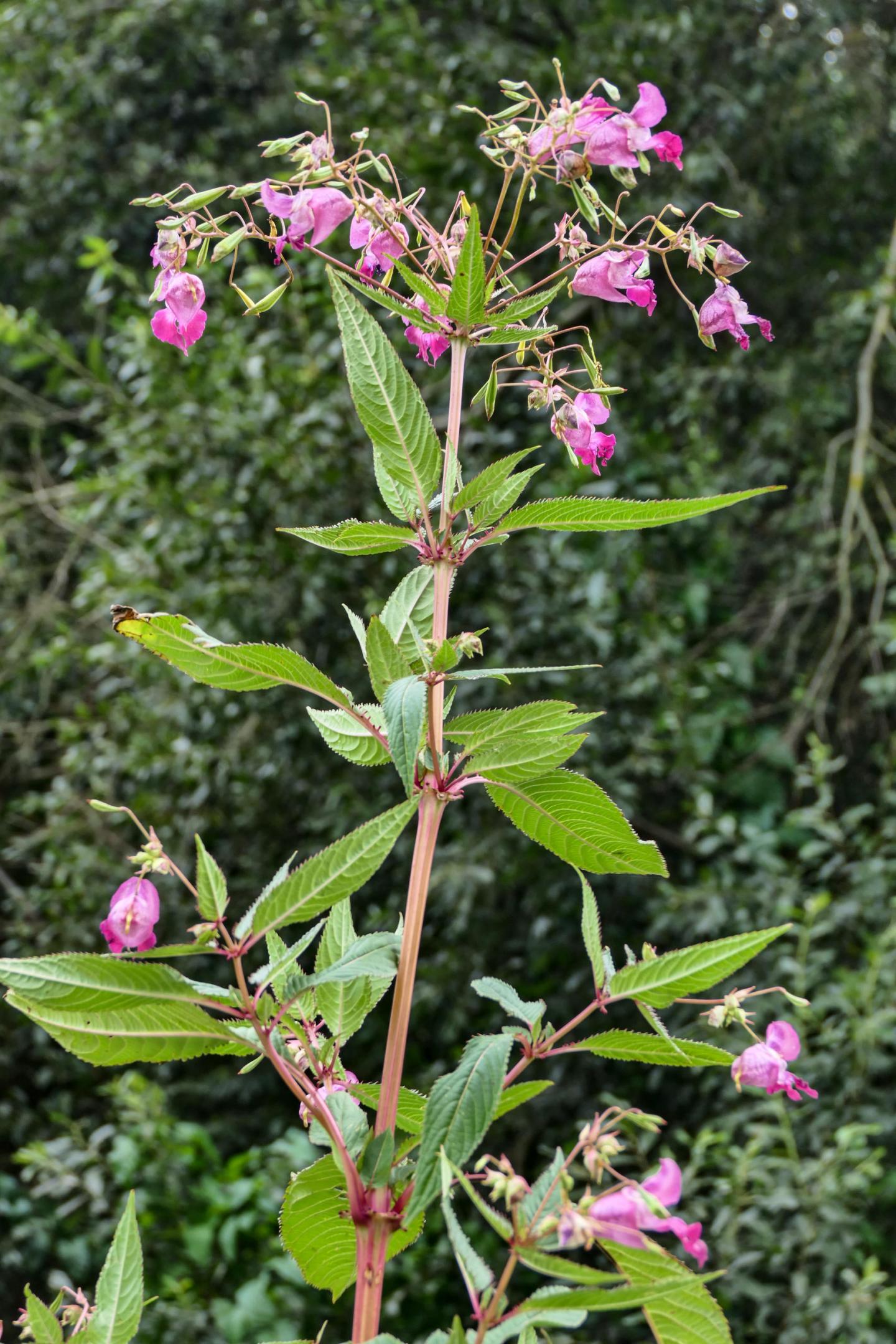 Impatiens glandulifera