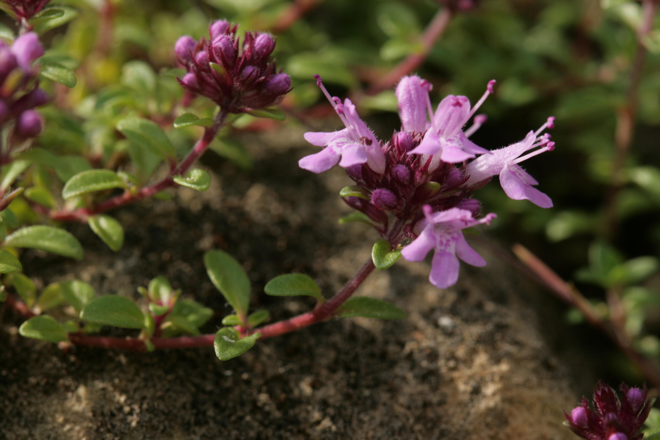 Thymus gr. serpyllum JC HAUGUEL