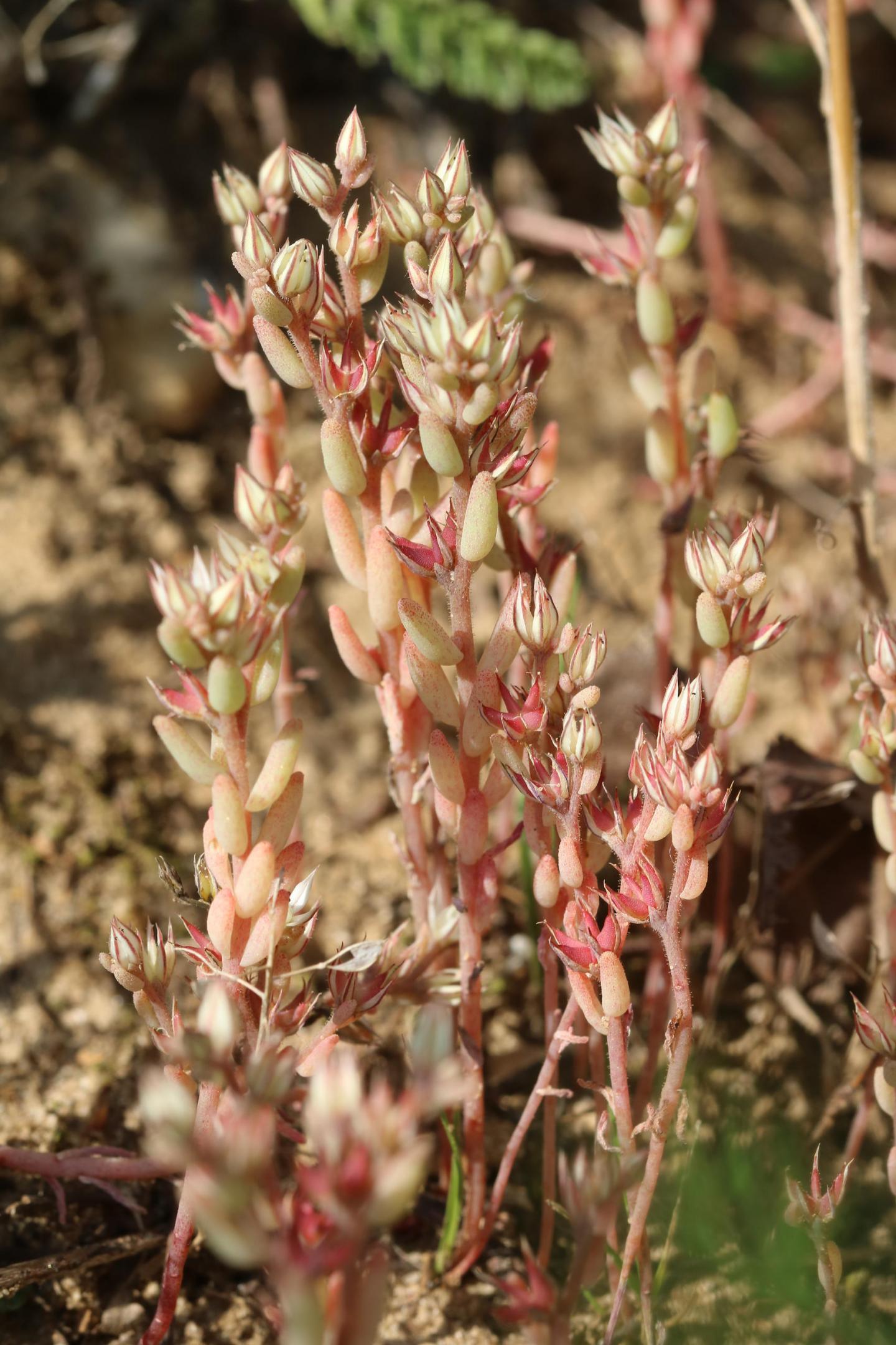 Sedum rubens