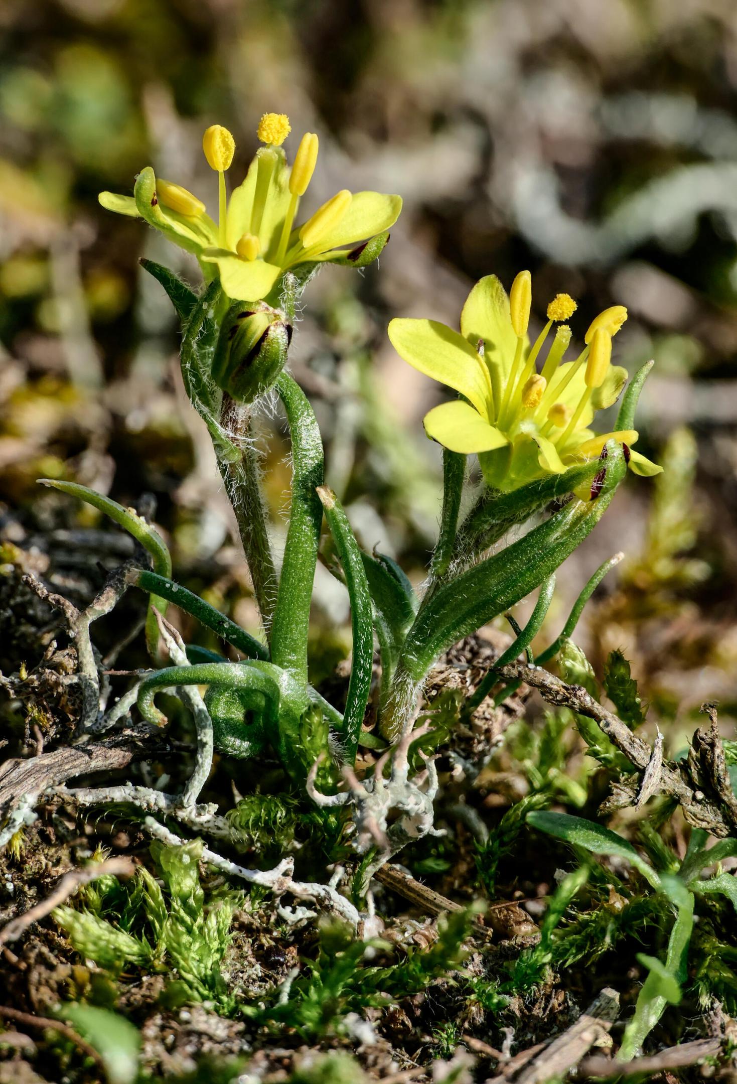 Gagea bohemica