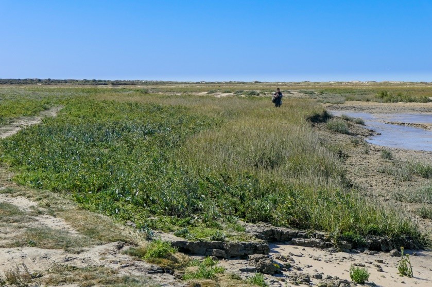 Prospections CBNBL en Baie d'Authie