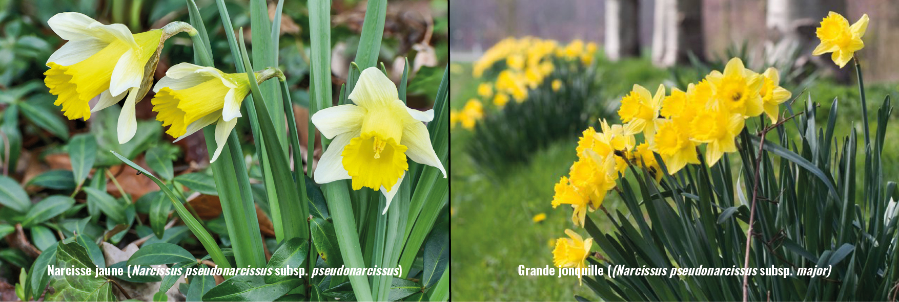 Narcisse jaune vs Grande jonquille