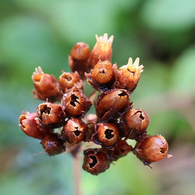 Graines de Primula veris