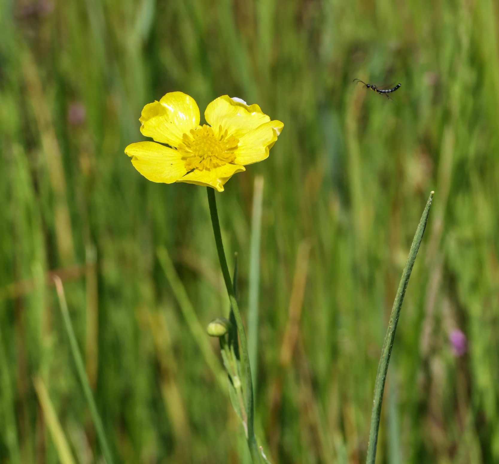 Grande douve (Ranunculus lingua) - C. Blondel