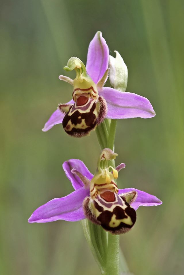 orchidée