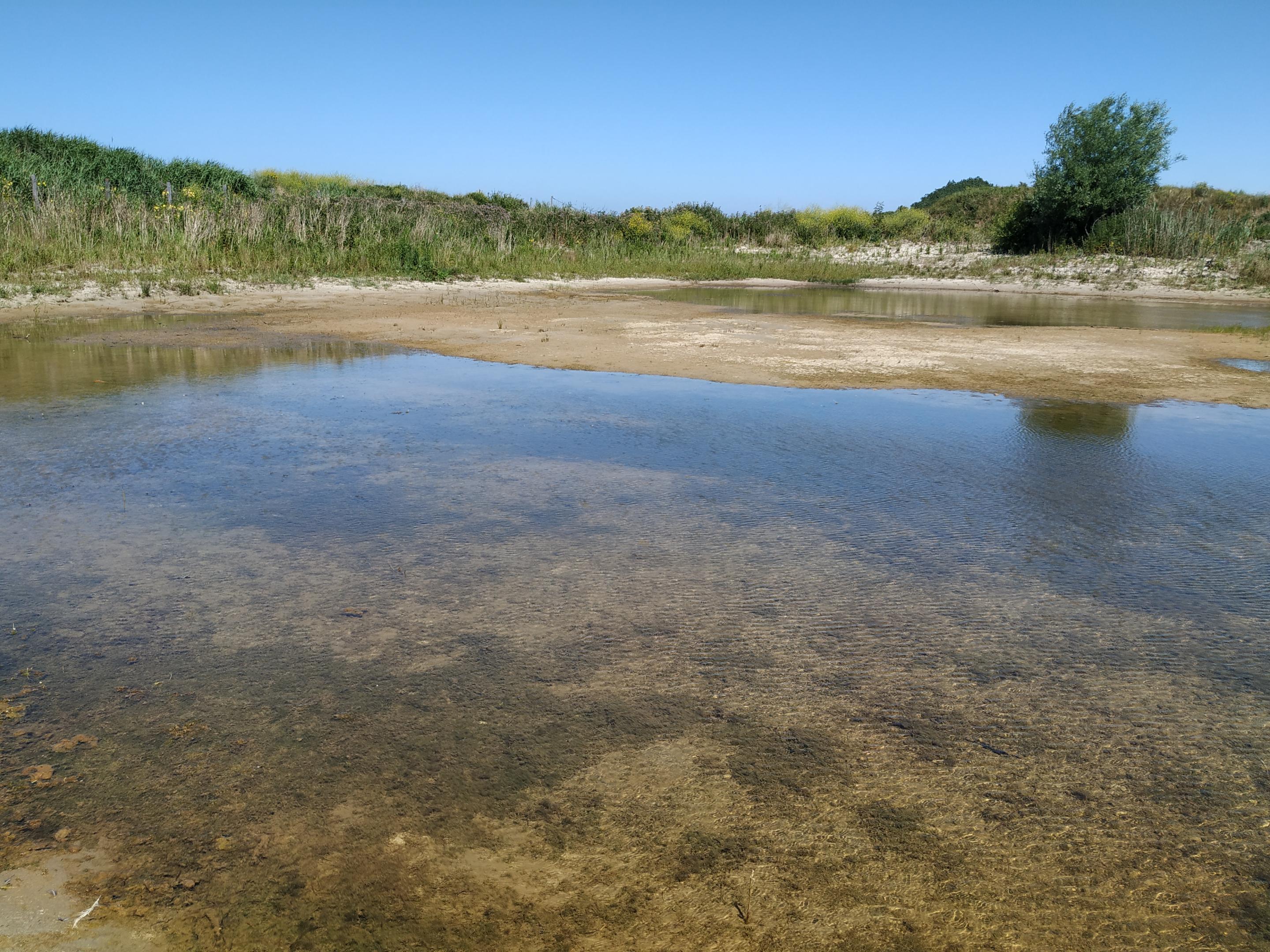 mare du saule