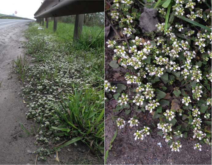 Cochlearia danica