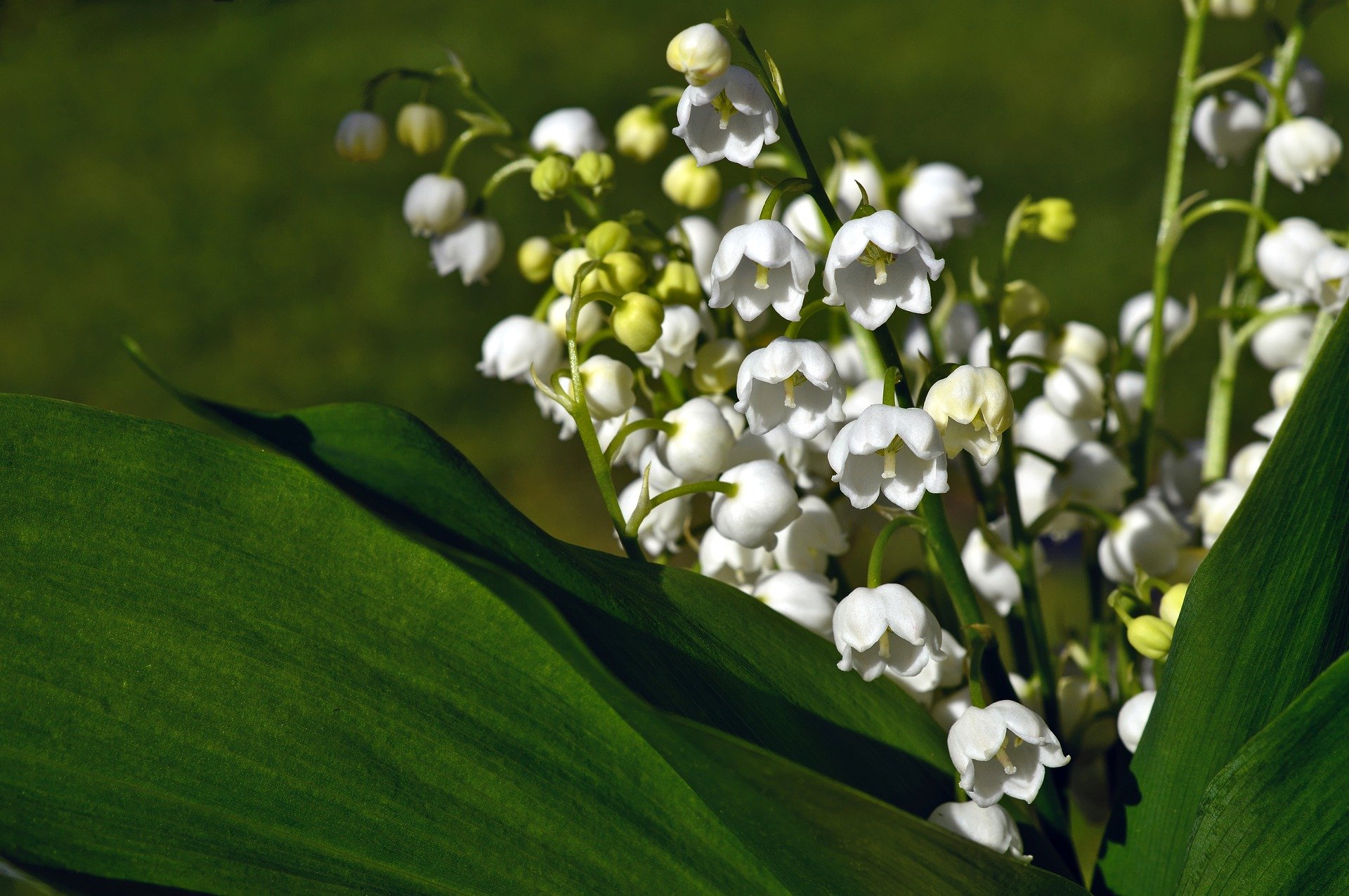 Muguet