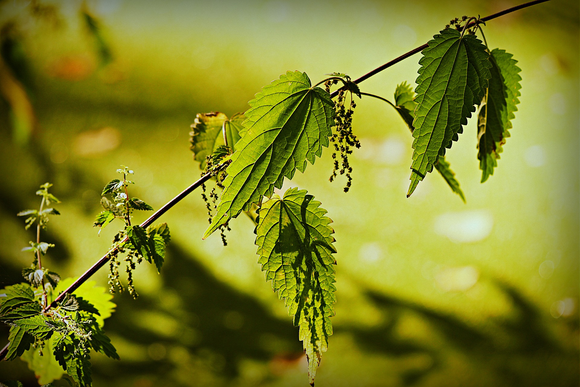 urtica dioica