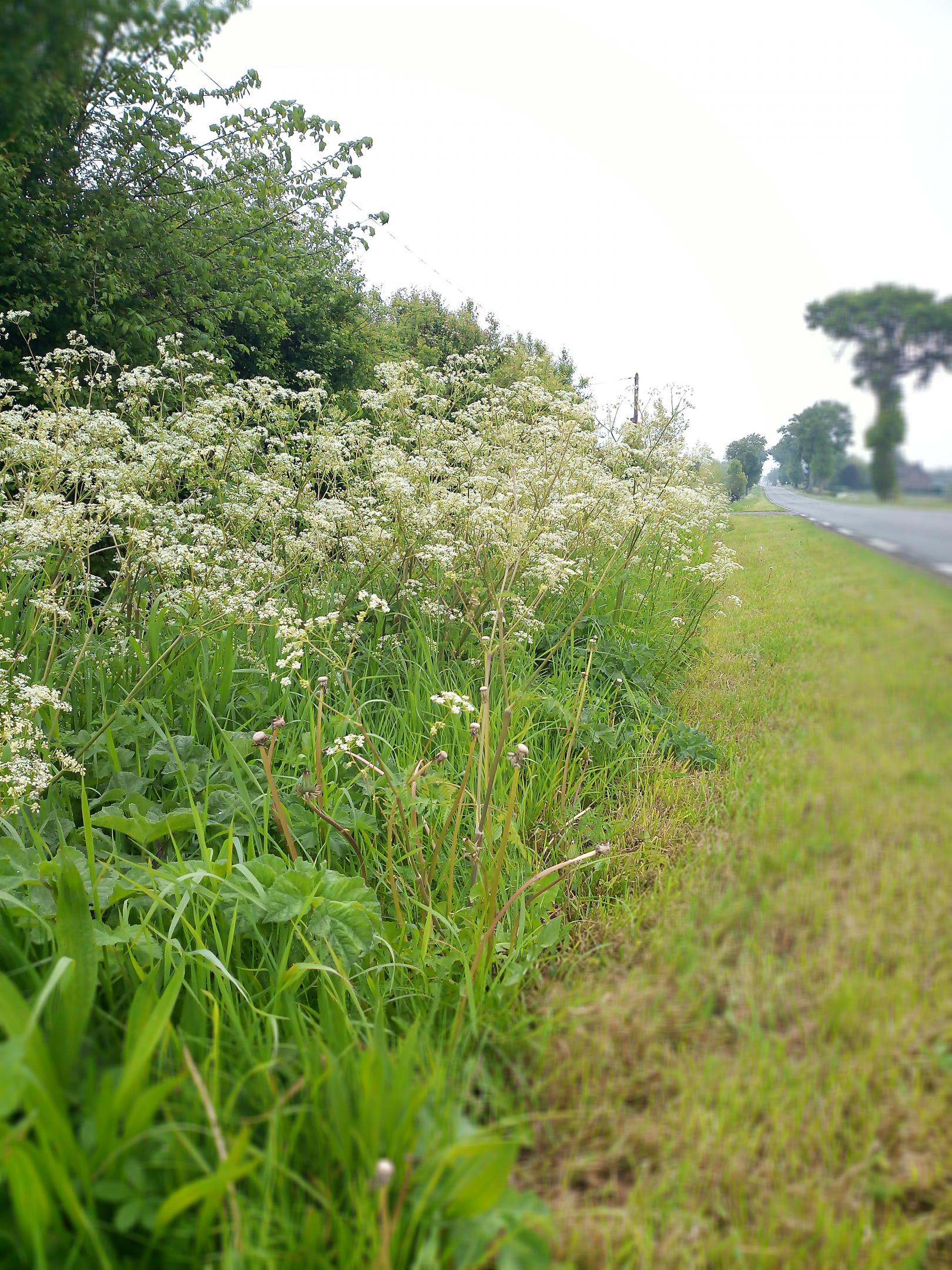 Ourlet à Anthrisque sauvage