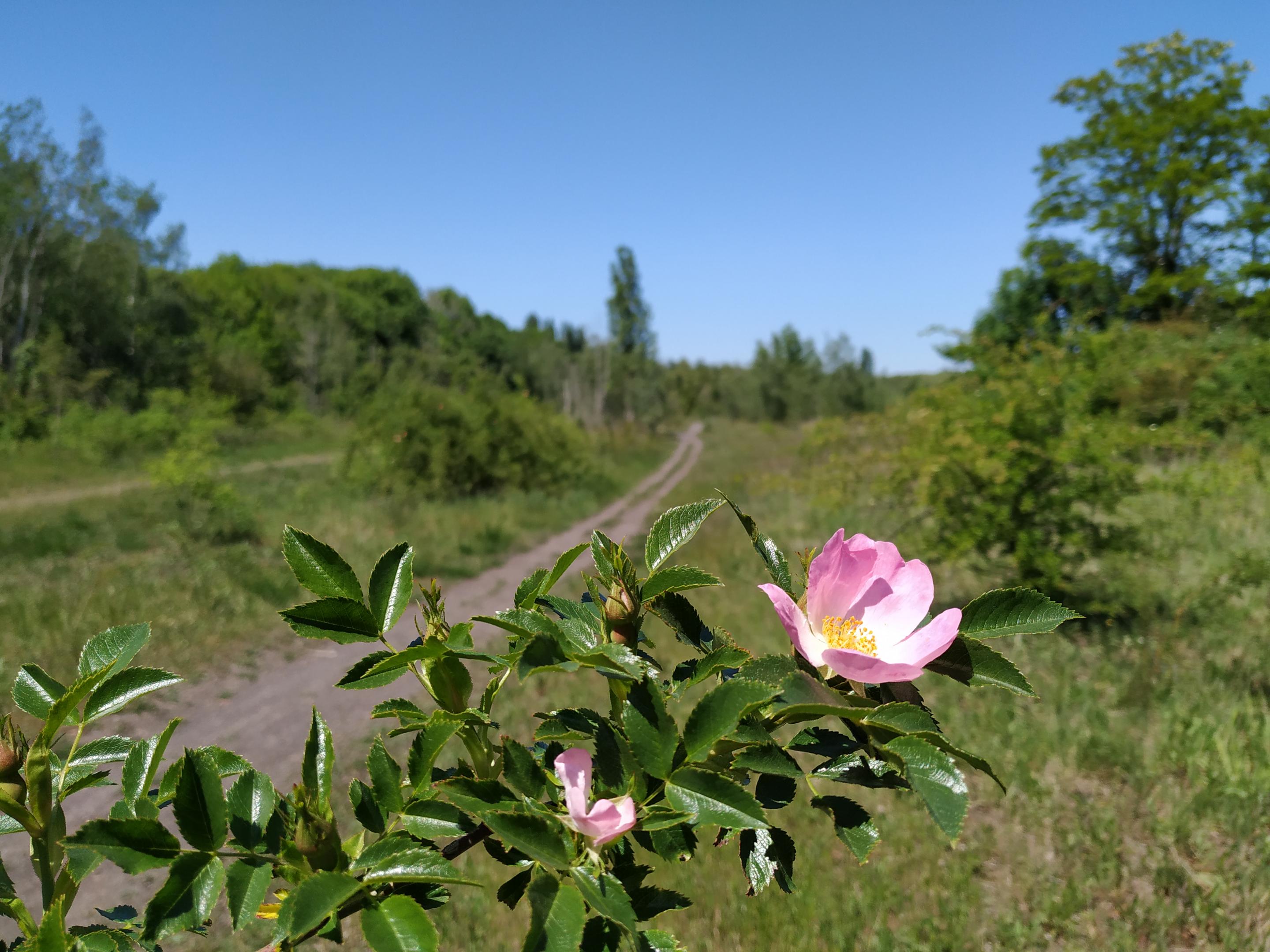 Rosa canina