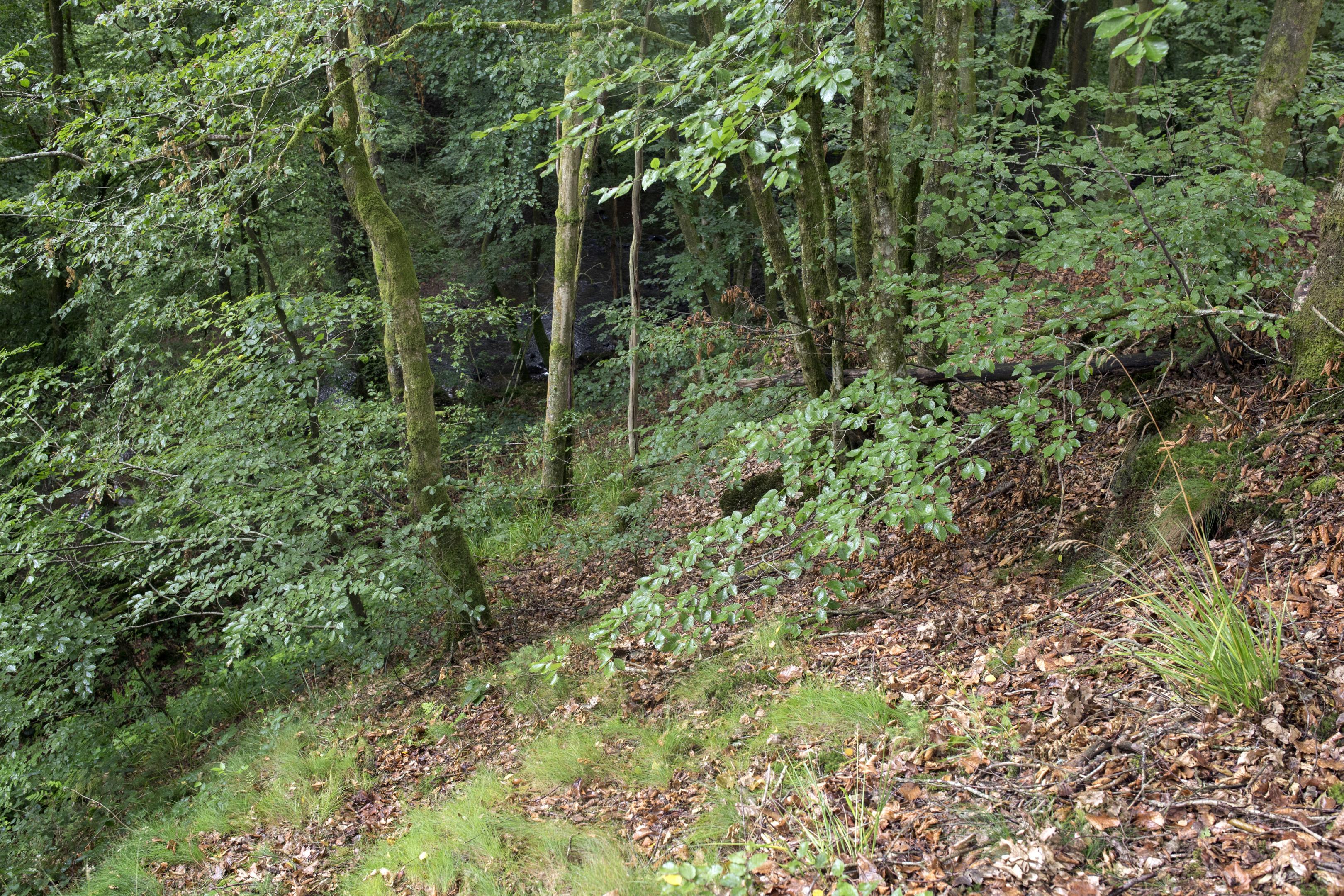 Forêt à Hêtre commun et Luzule blanchâtre 