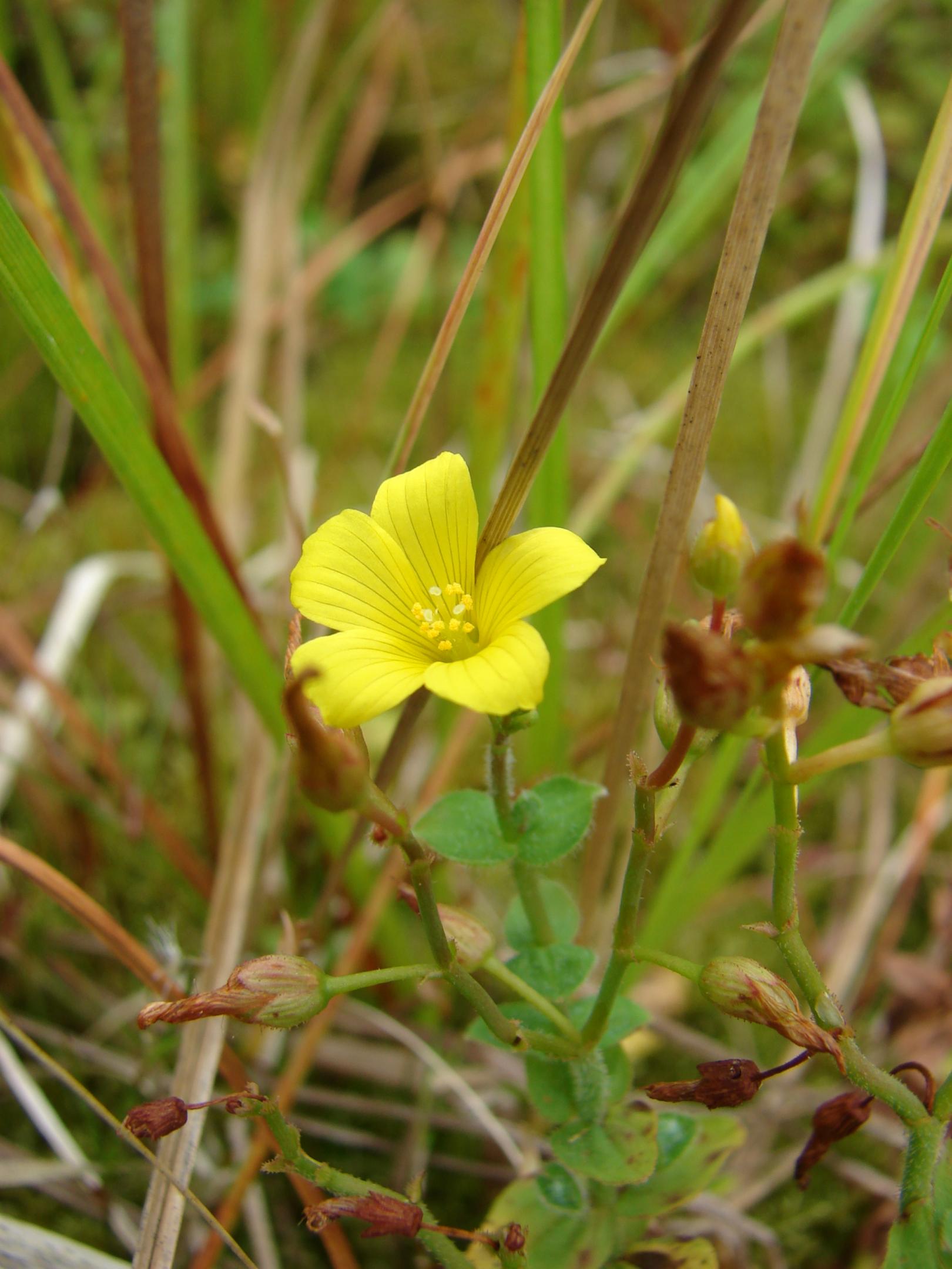 Hypericum elodes B. Toussaint CBNBL