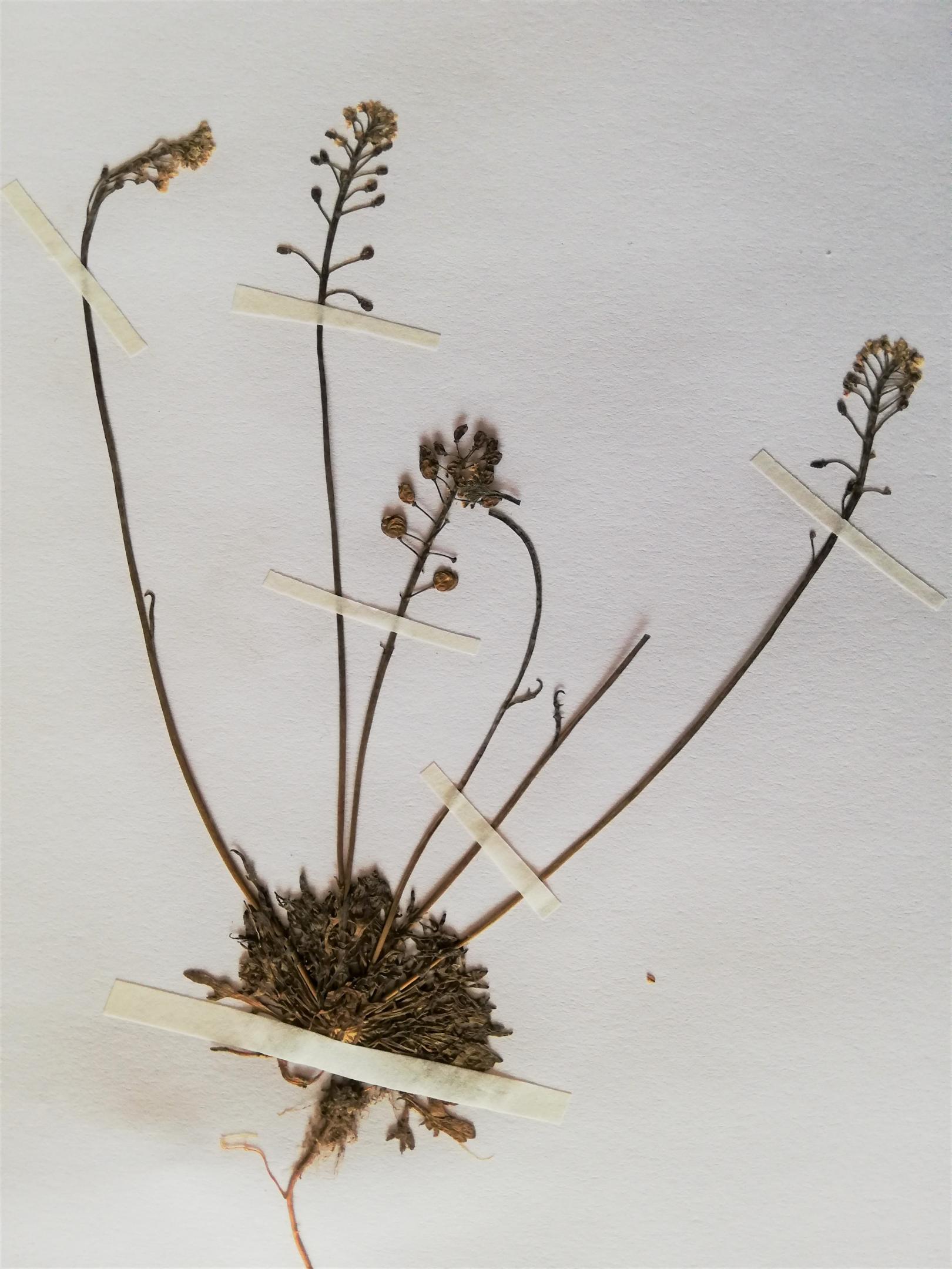 Teesdalia coronopifolia dans l’herbier BRAYER, J.-C HAUGEL