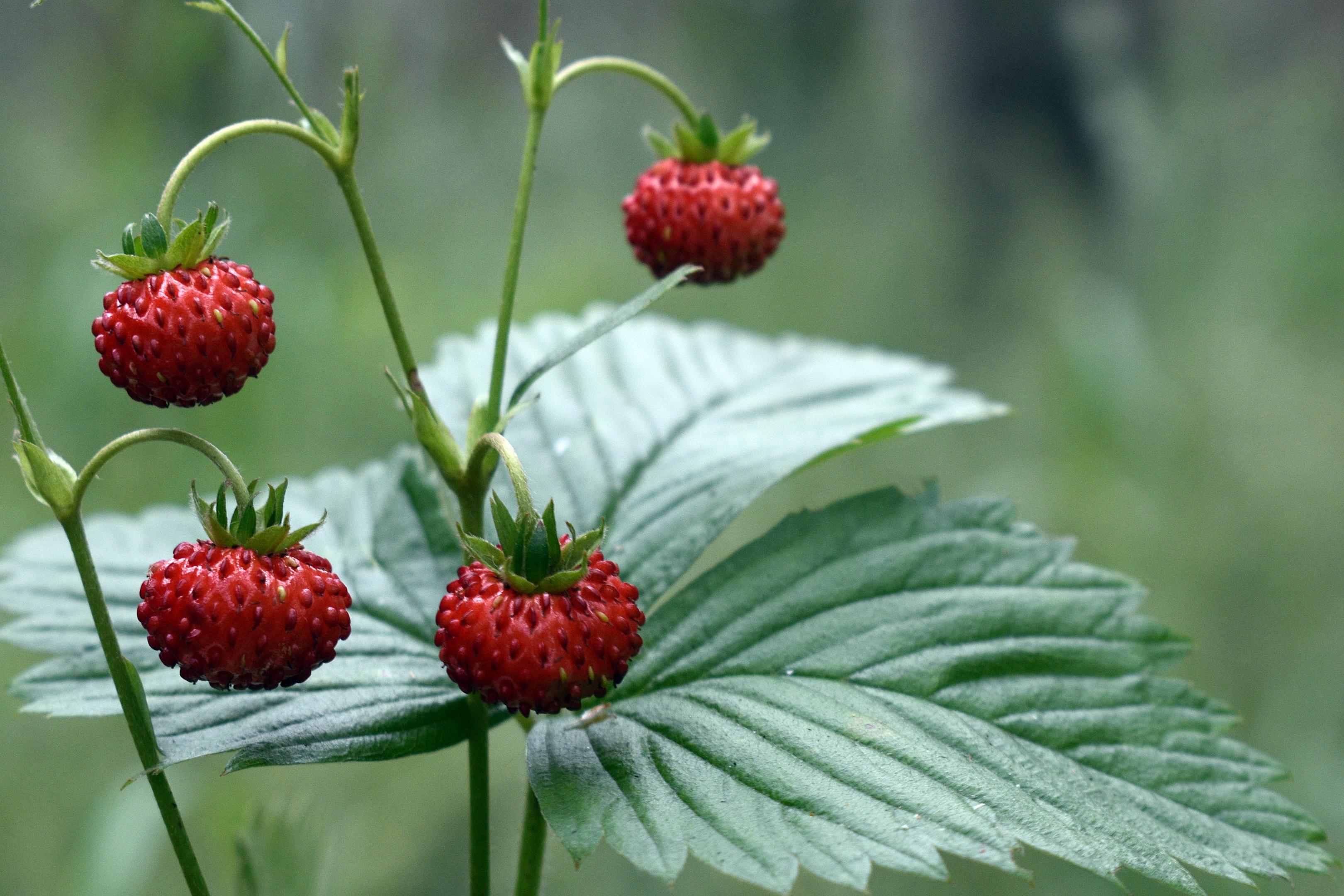 Fraise des bois