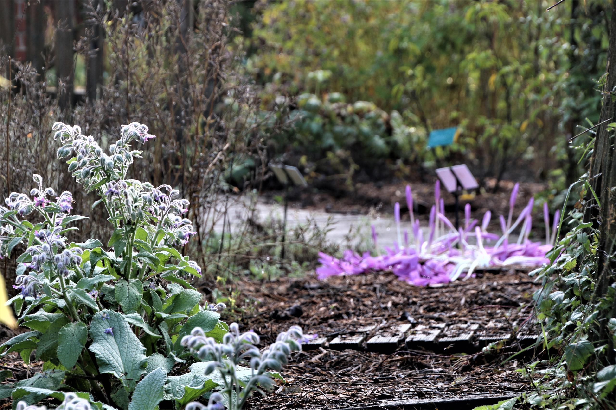 automne jardin des plantes médicinales
