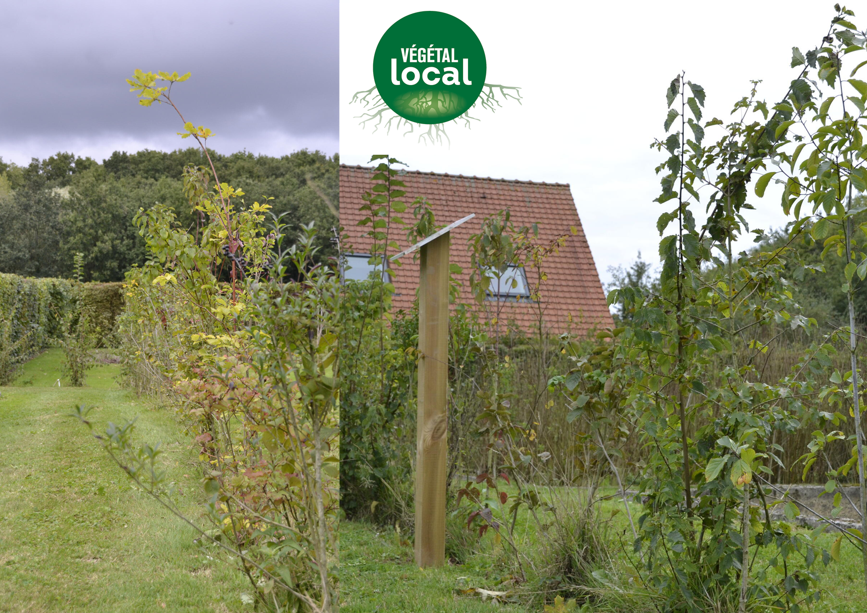 haie en Végétal local CBNBL