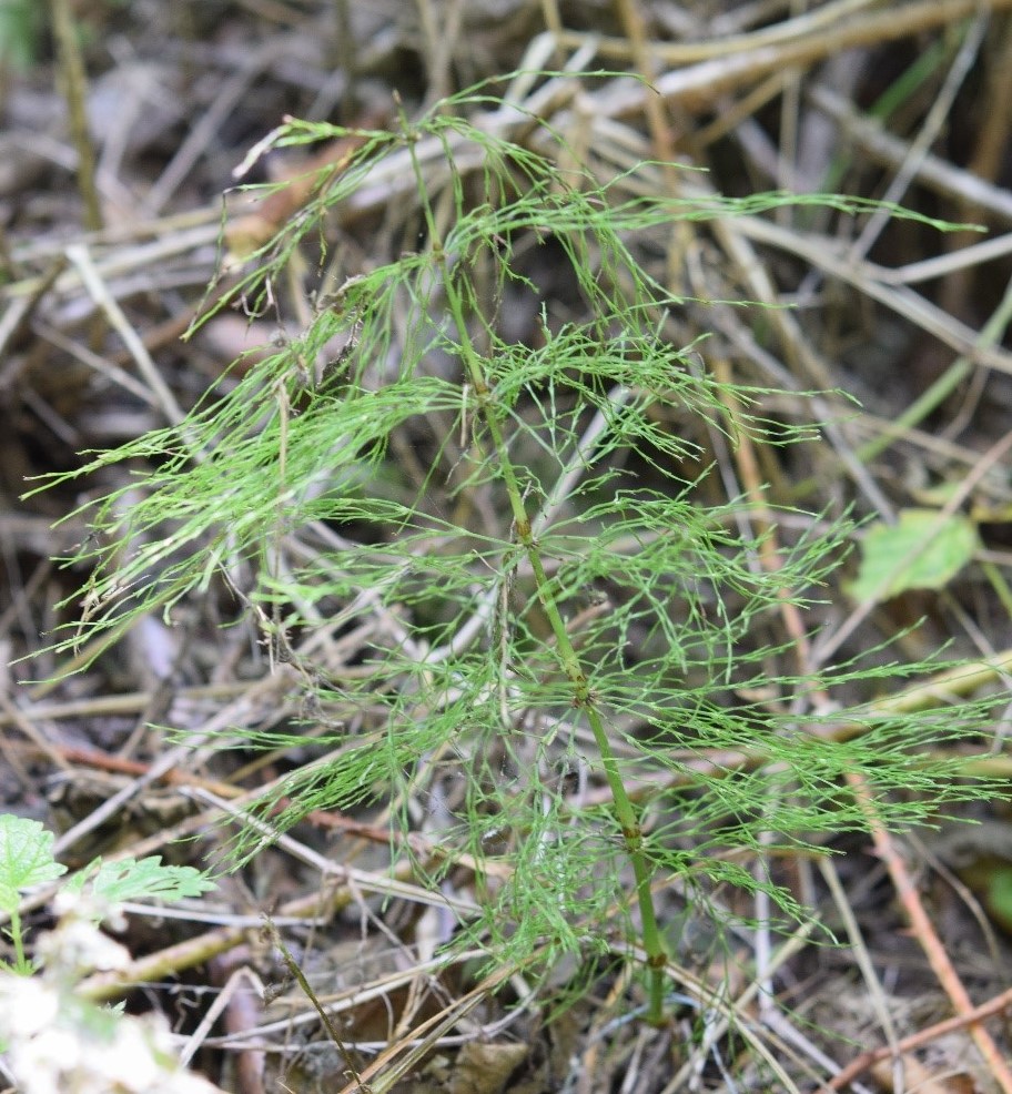 prêle des bois