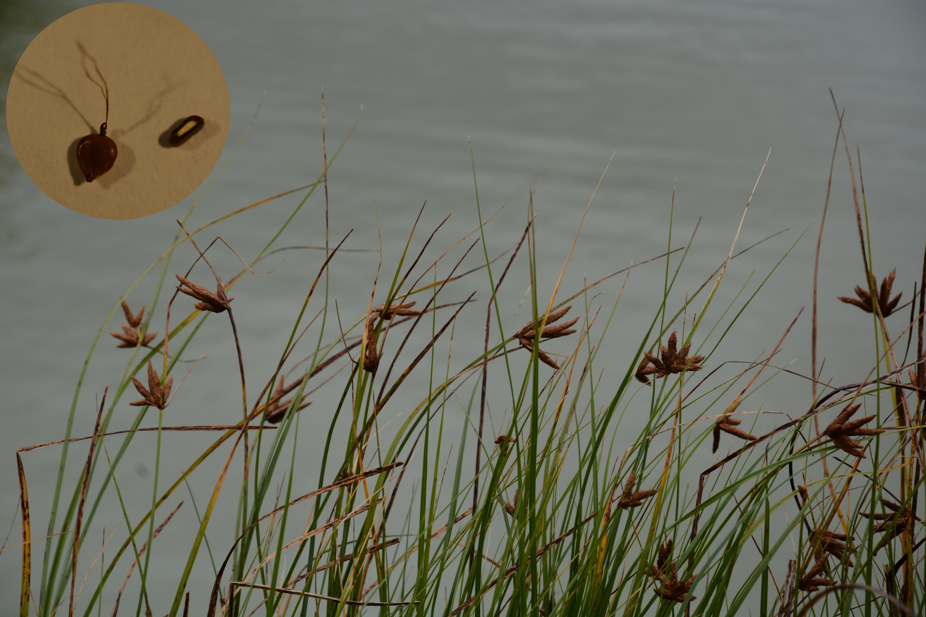 Bolboschoenus planiculmis et aperçu des akènes à deux faces planes et à 2 stigmates