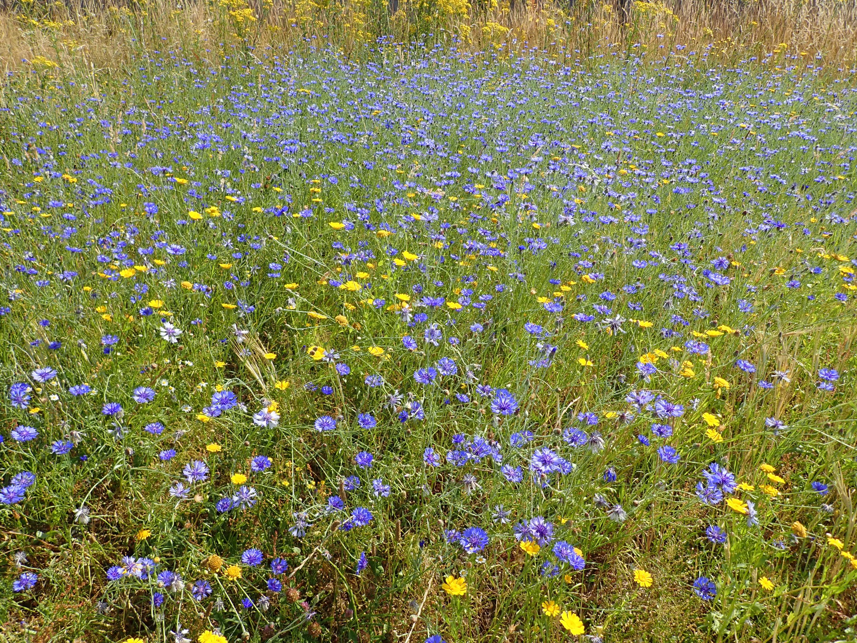 messicoles Normandie CBNBL