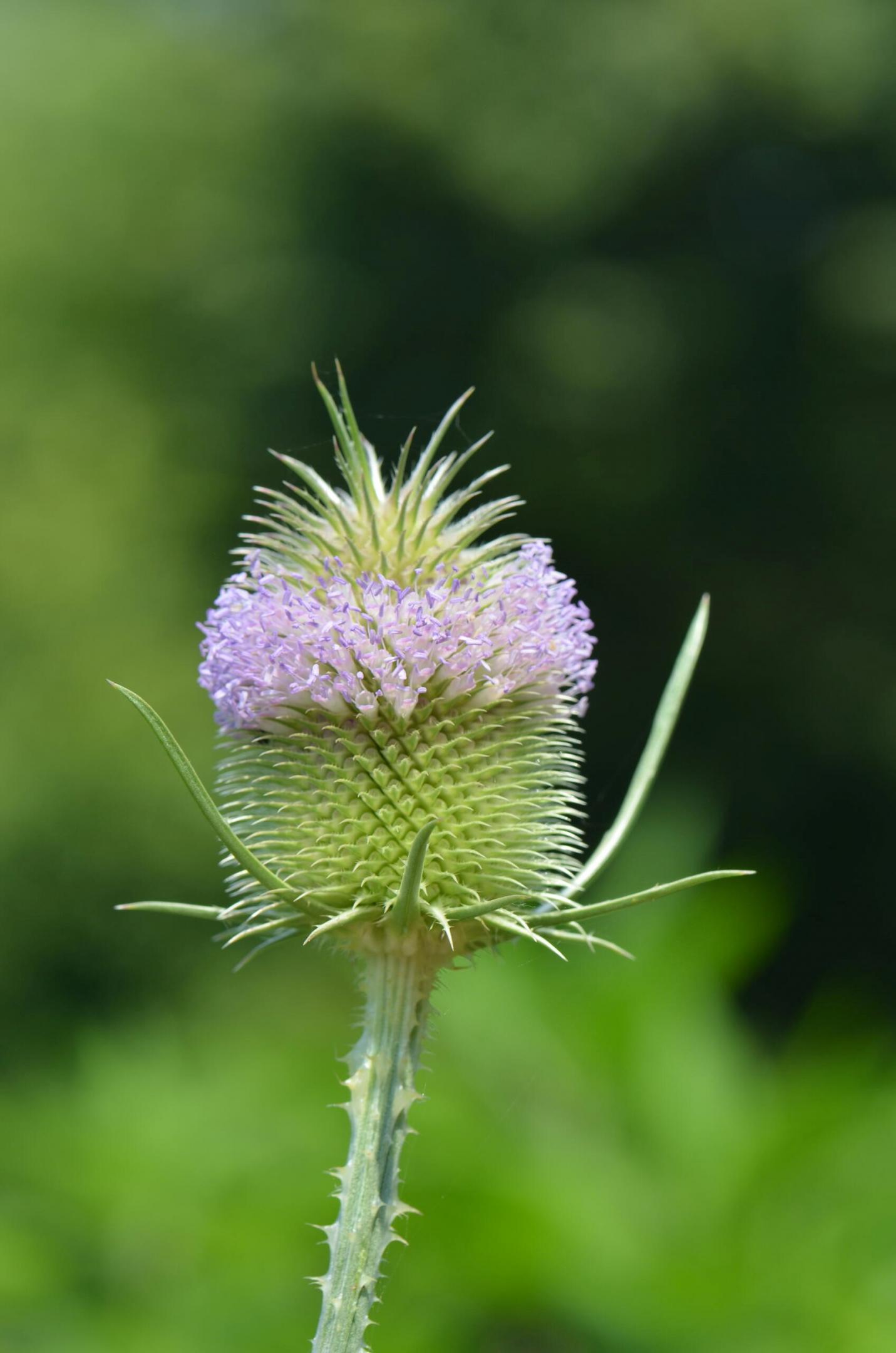 dipsacus 