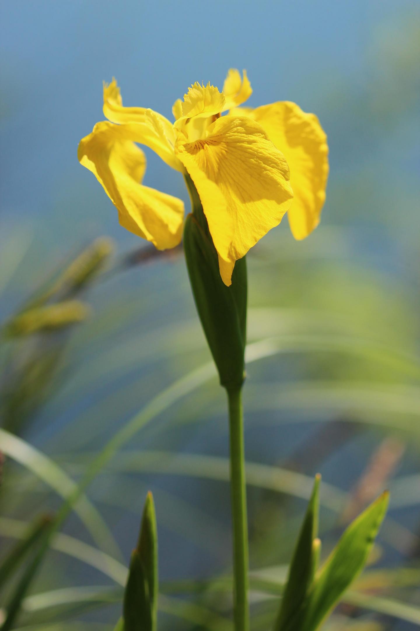 Iris pseudacorus - JC Hauguel