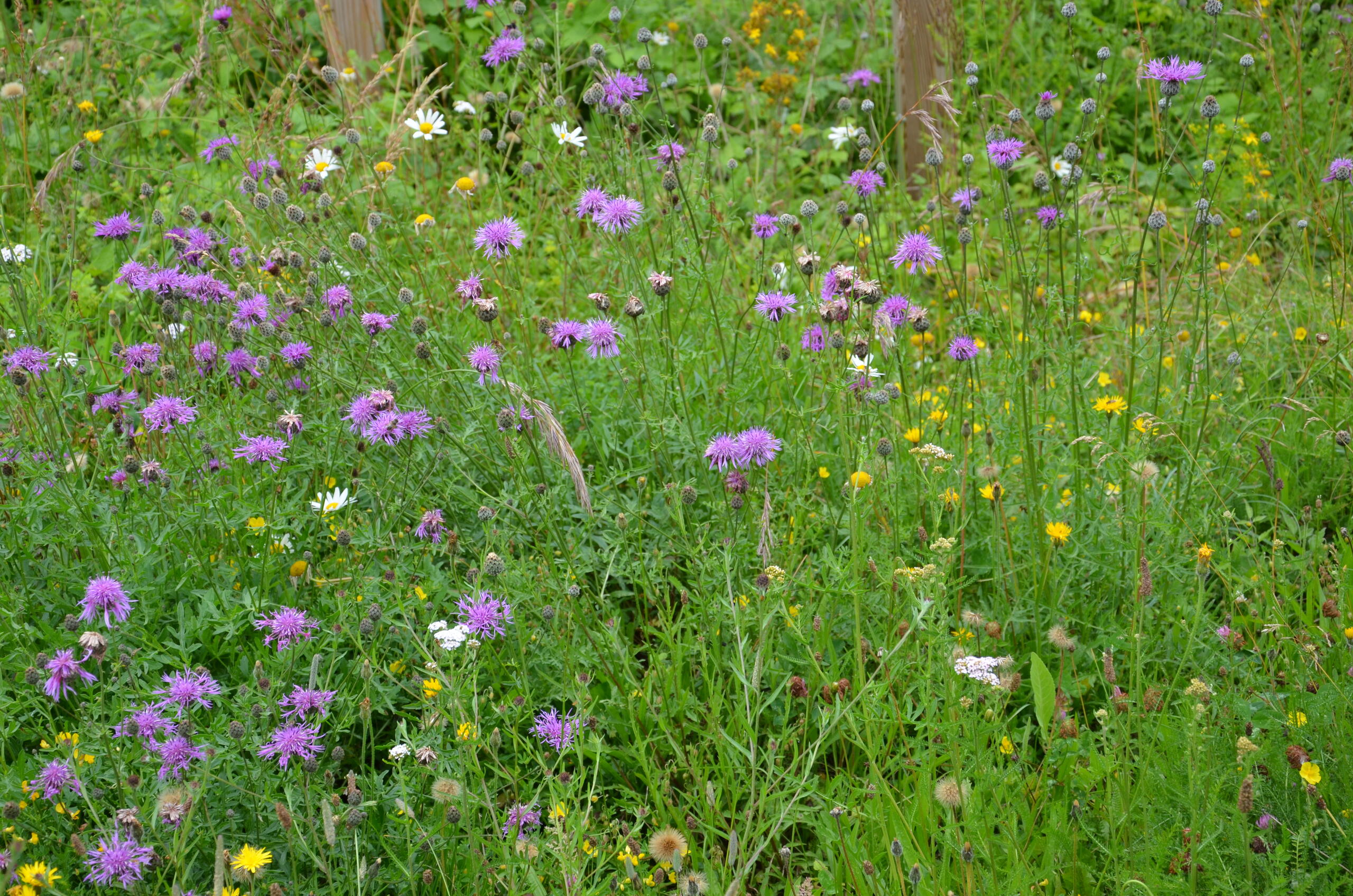 Prairie calcicole Monts de Baives - B. Toussaint