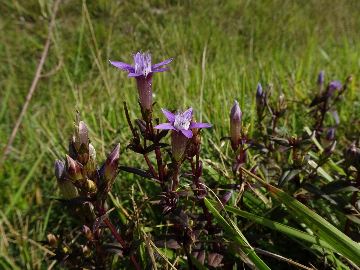 La Gentiane d’Allemagne à Hangest-sur-Somme (Gentianella germanica) © A. Fontenelle