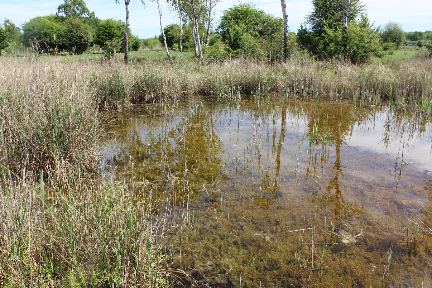 Herbier de charophytes, colonisant une pièce d’eau tourbeuse de faible profondeur, sur les parcelles du CD60 à Sacy-le-Grand (60). © R. Coulombel ; mai 2017.