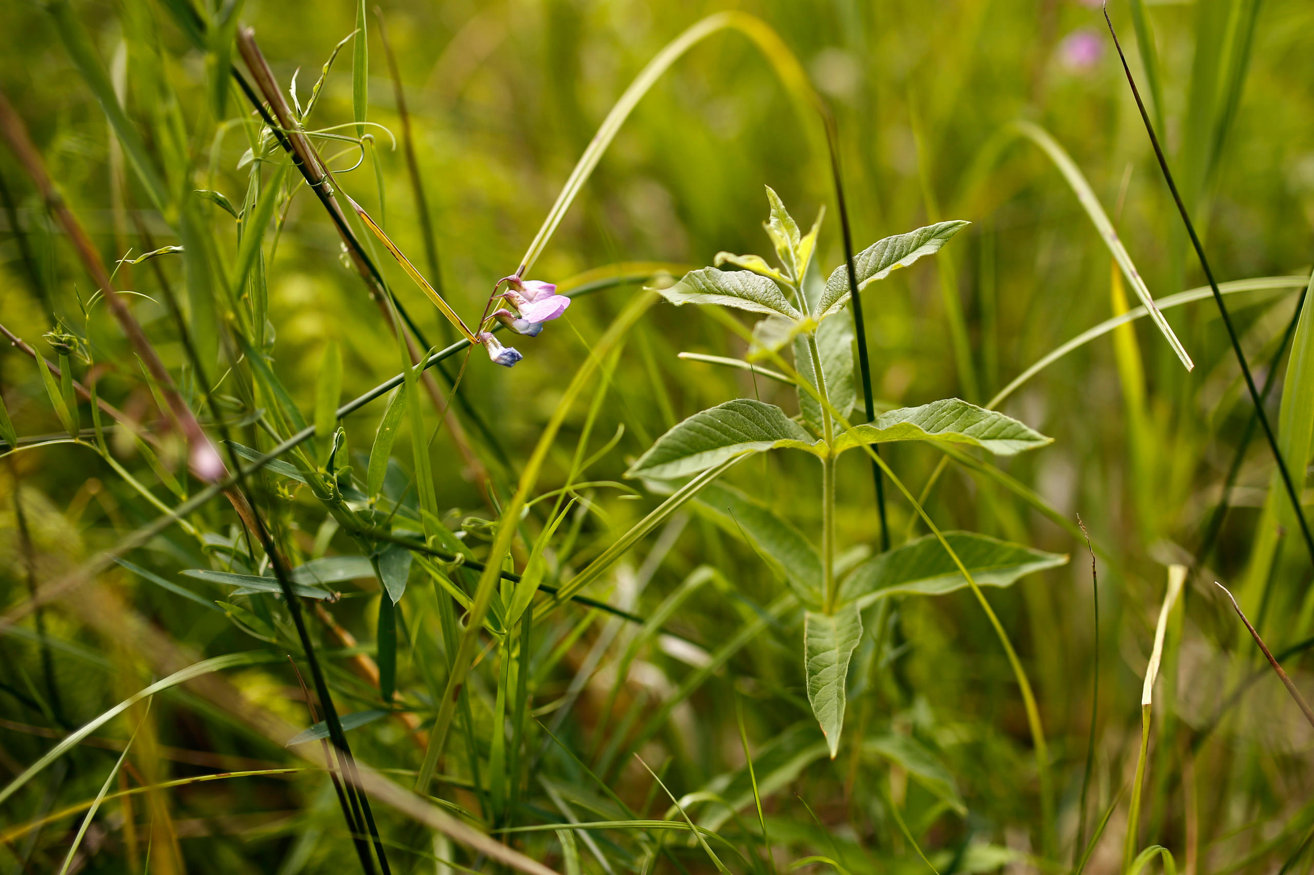 Lathyro palustris - Lysimachietum vulgaris