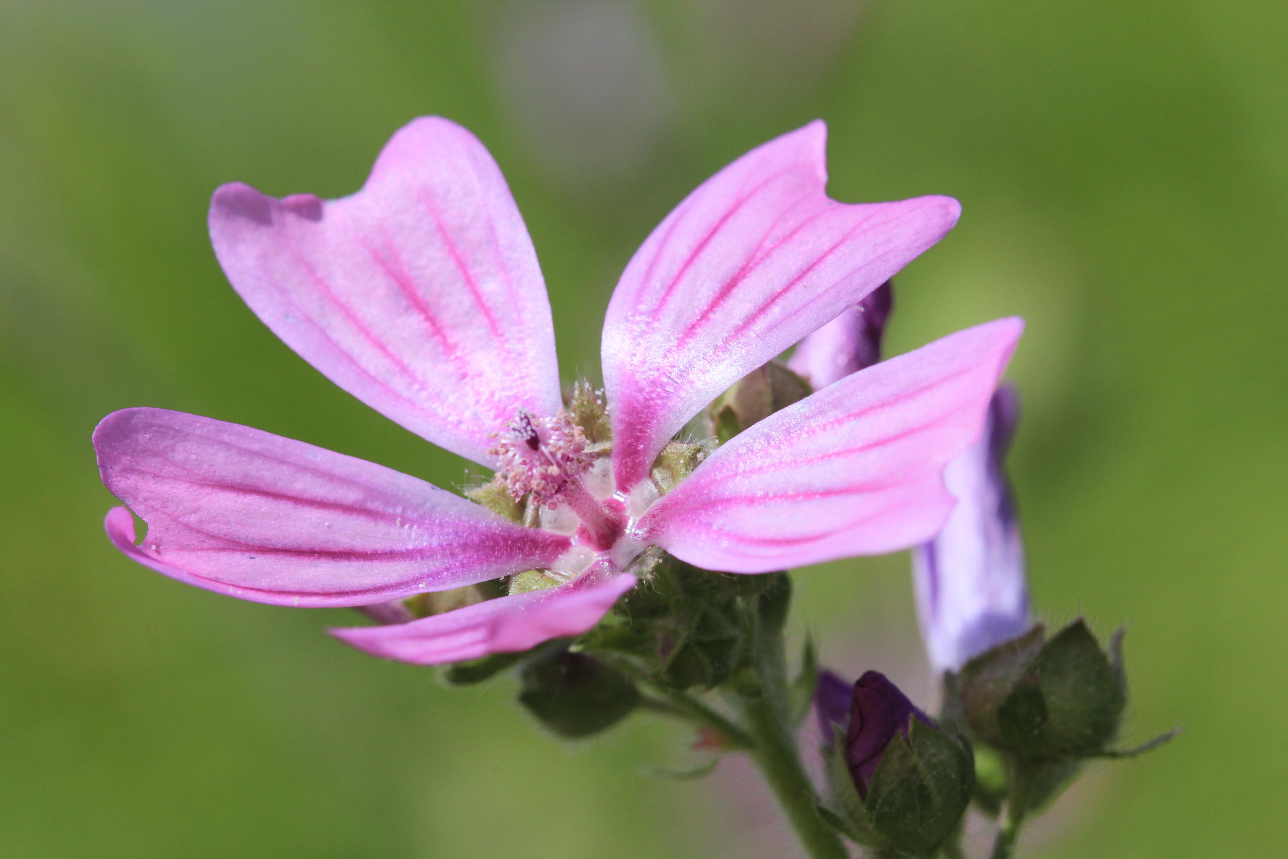 malva sylvestris JC HAUGUEL