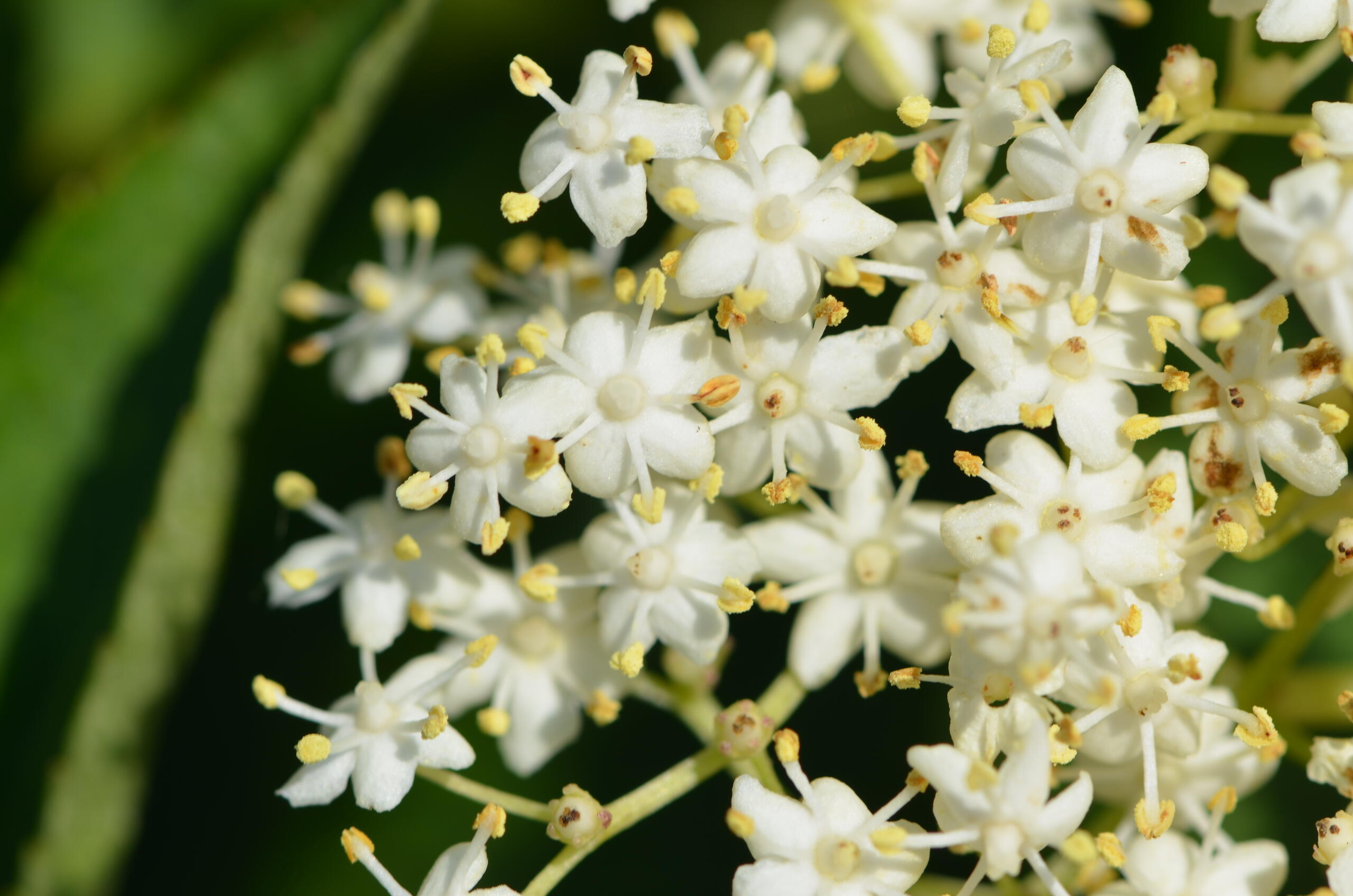 sambucus nigra B. TOUSSAINT