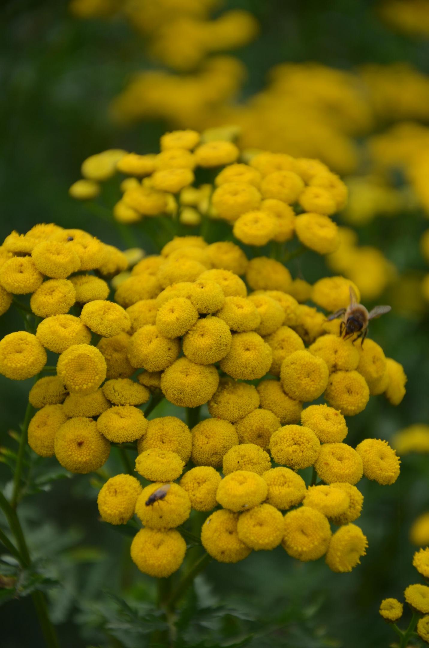 Tanacetum vulgare TOUSSAINT