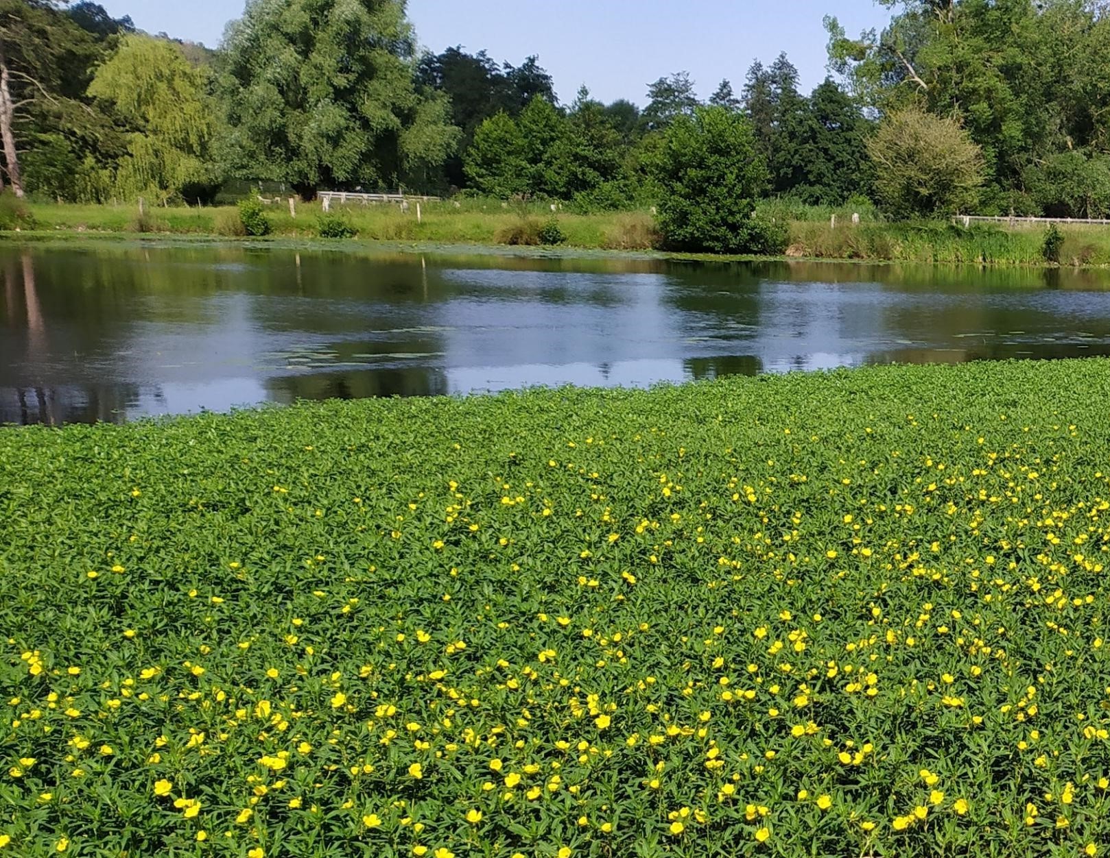 Ludwigia grandiflora