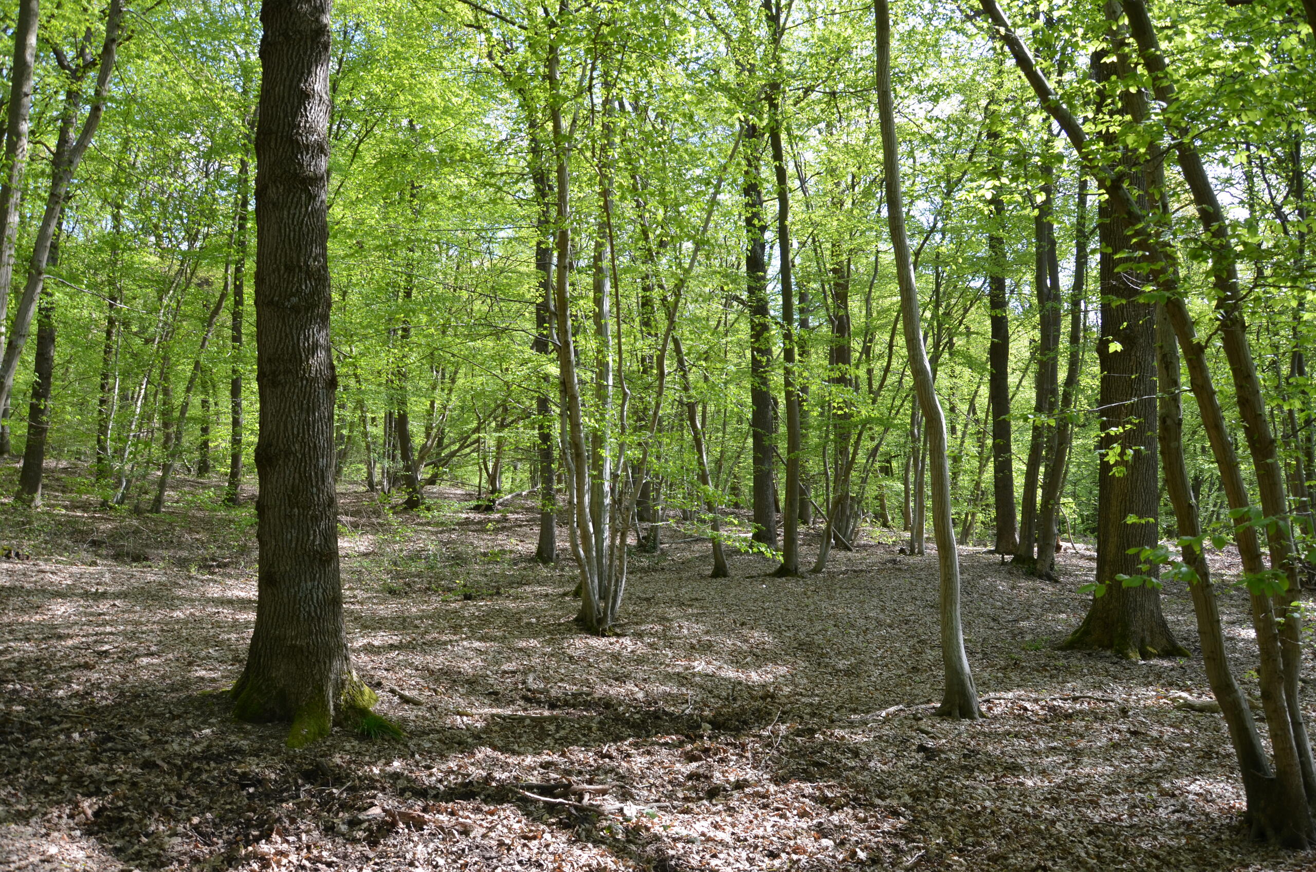 forêt Éperlecques