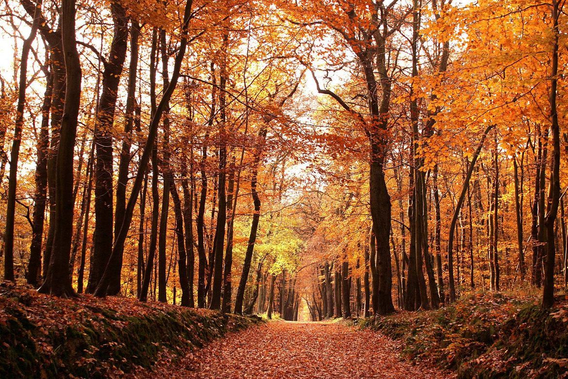 Forêt de Montgeon