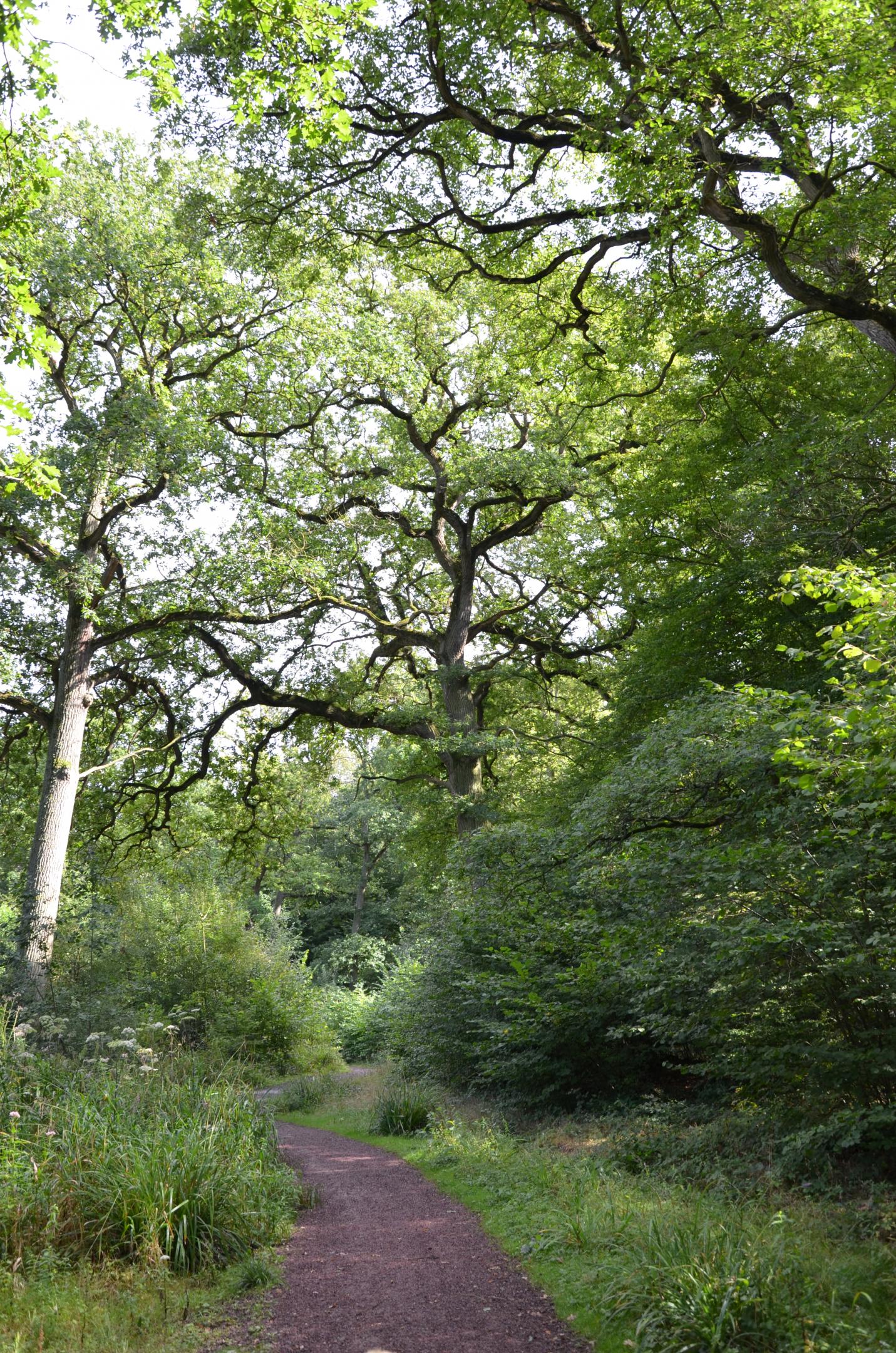 Forêt B. TOUSSAINT