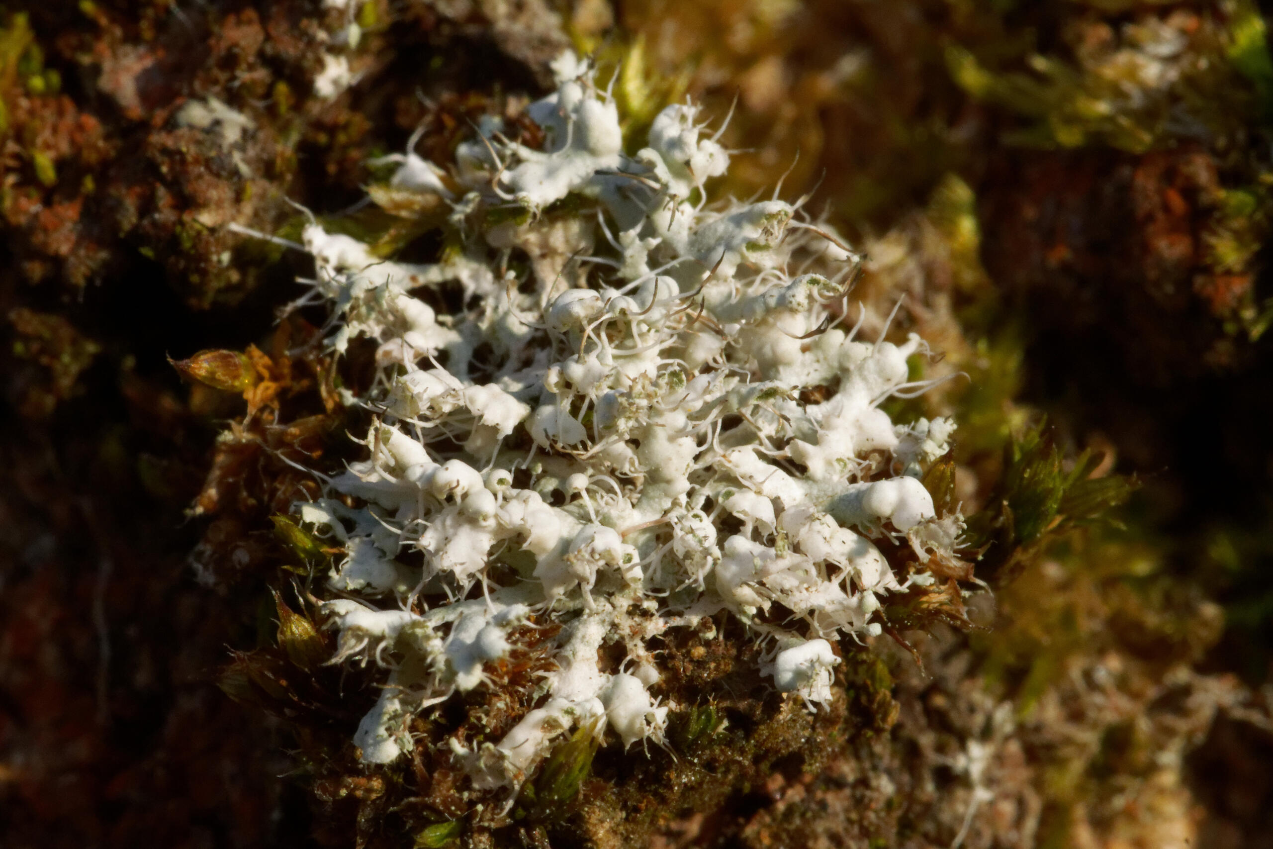 Physcia adscendens - M. Cocquempot