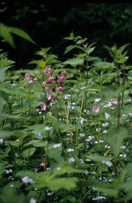Sileno dioicae - Myosotidetum sylvaticae (HENDOUX, F.) 