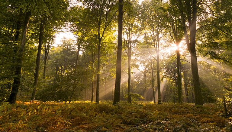 Inventaire participatif flore en forêt de Crécy